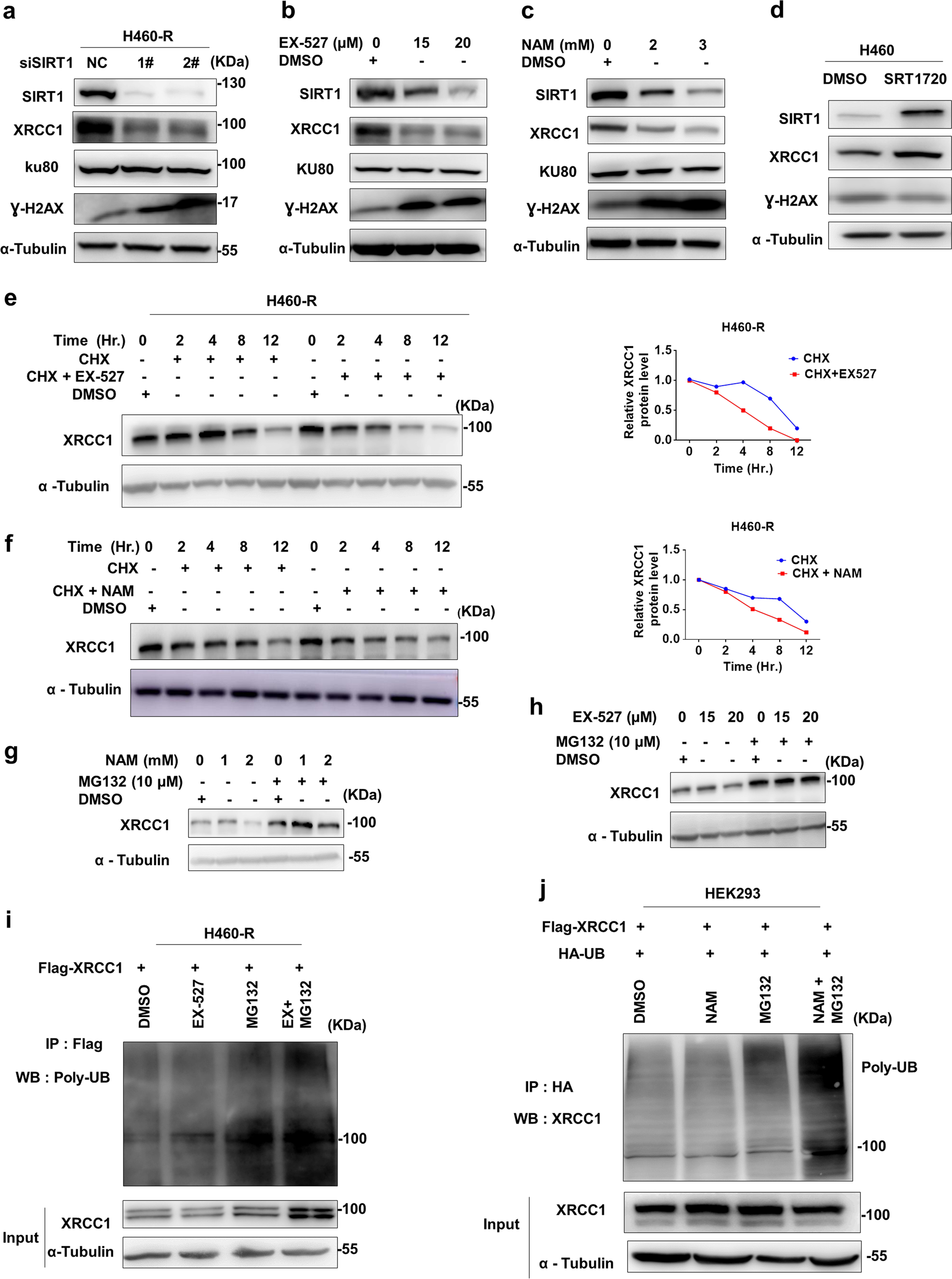 Fig. 4: SIRT1 upregulates XRCC1 protein through inhibiting its degradation.