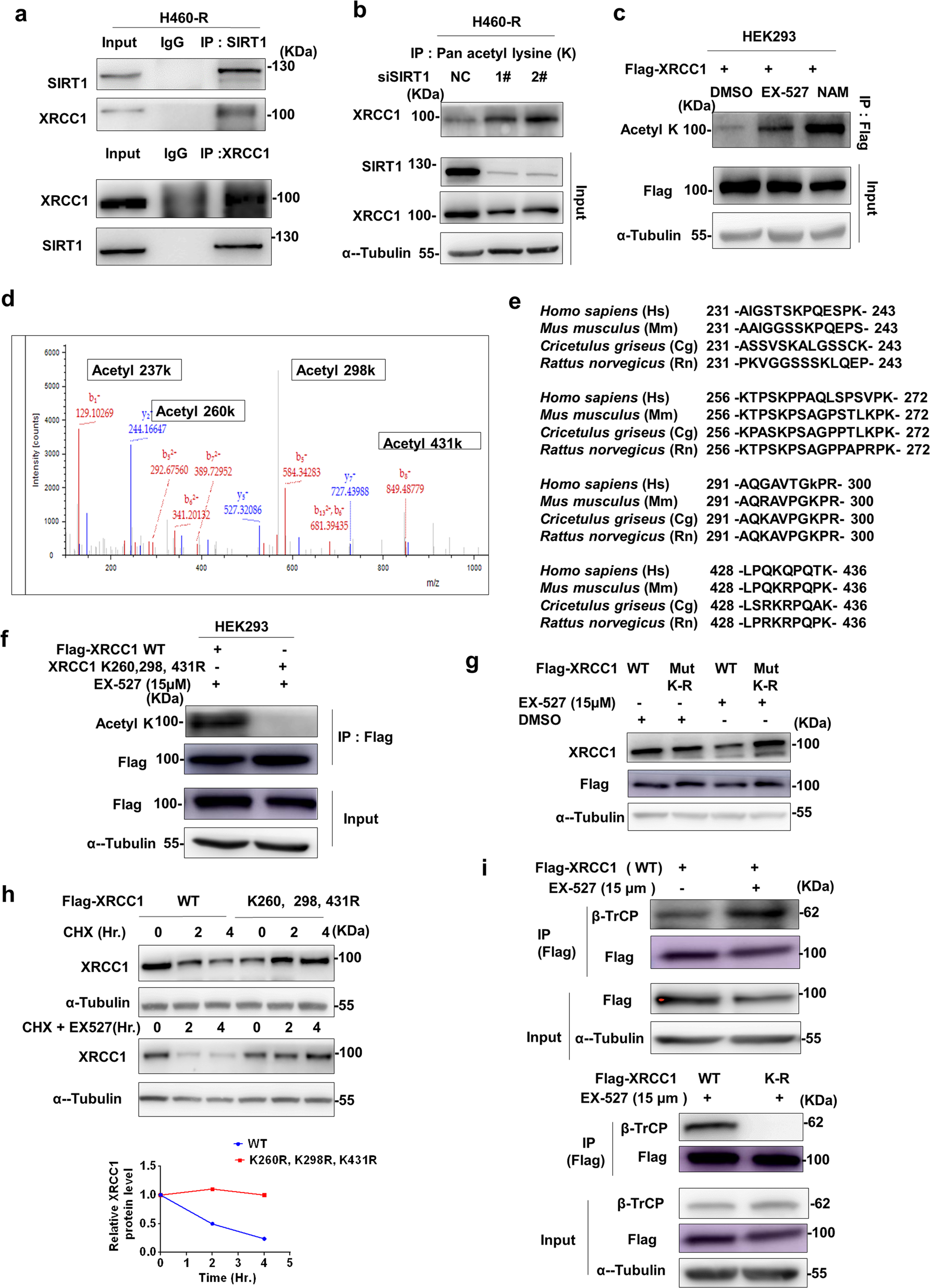 Fig. 6: SIRT1 deacetylates XRCC1 to impair its interaction with β-TrCP.