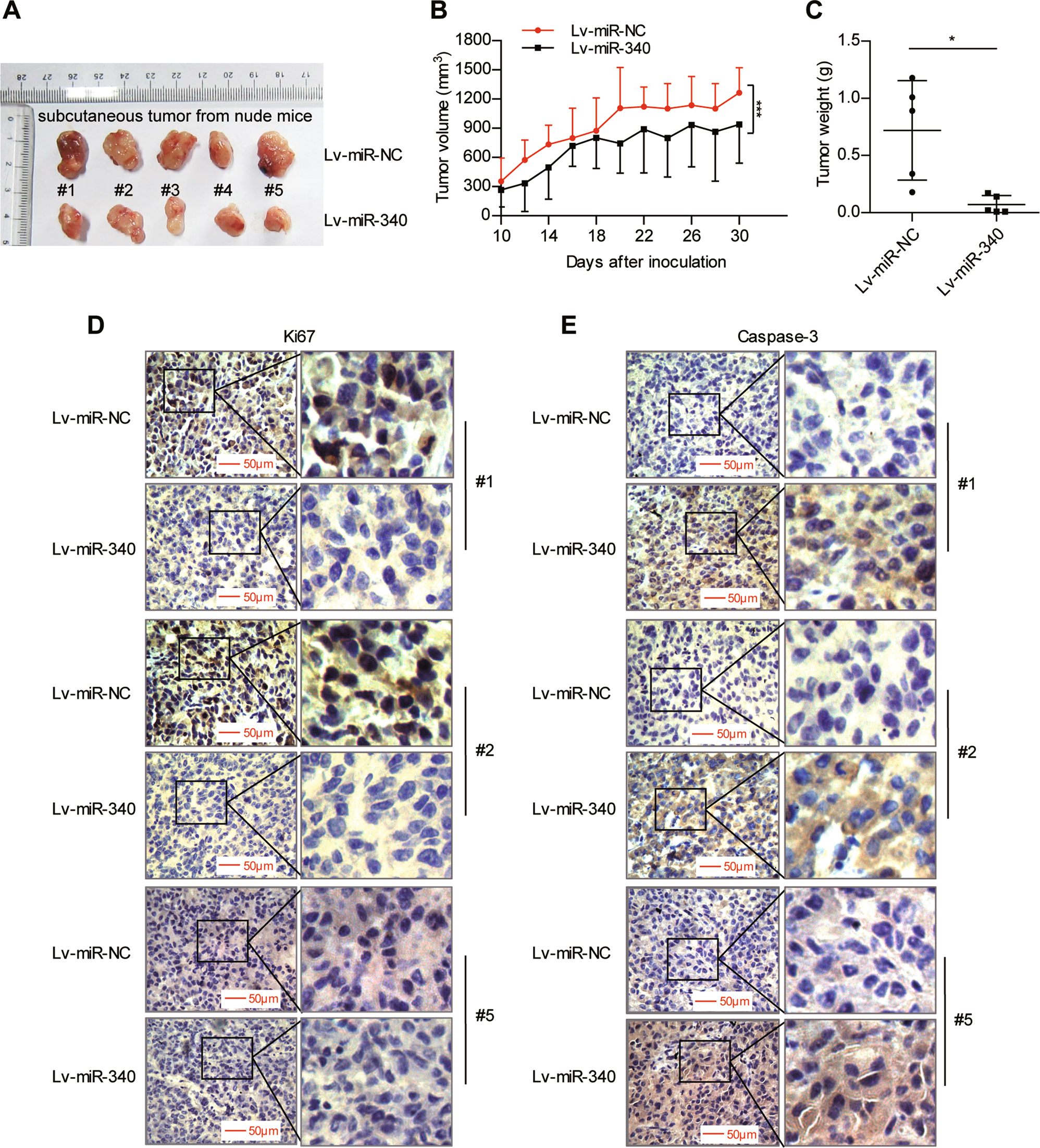 Fig. 3: miR-340 suppresses ovarian tumor growth in vivo.