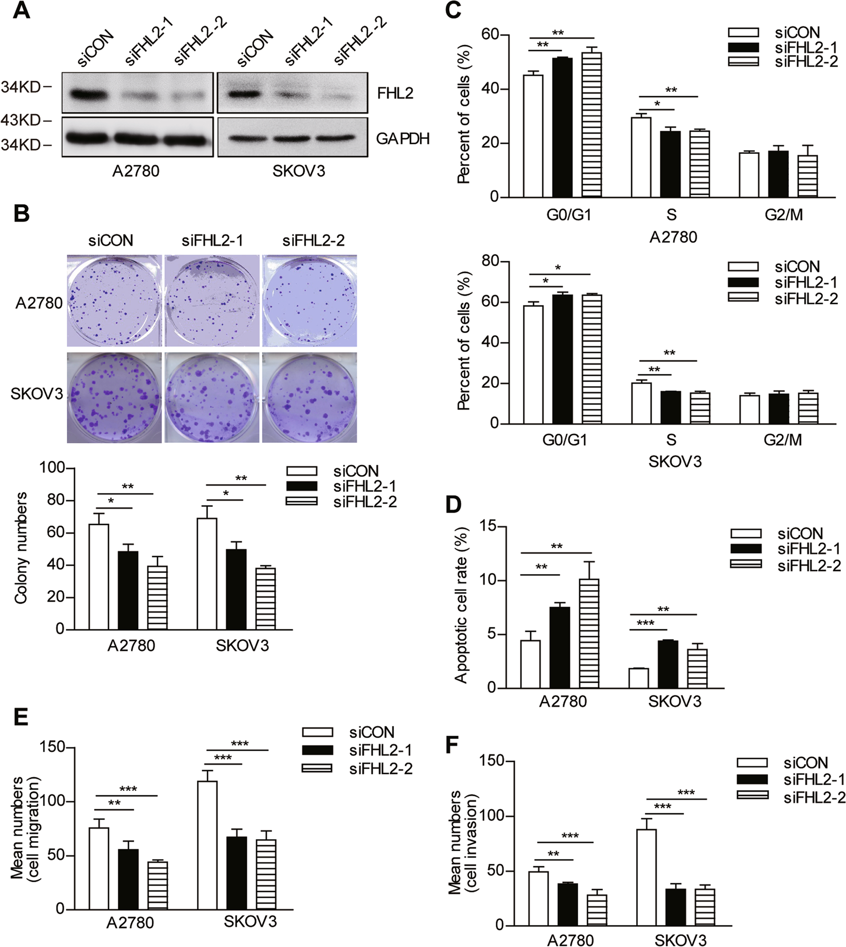 Fig. 6: Silencing FHL2 reduces proliferation, migration, and invasion of OC cells.