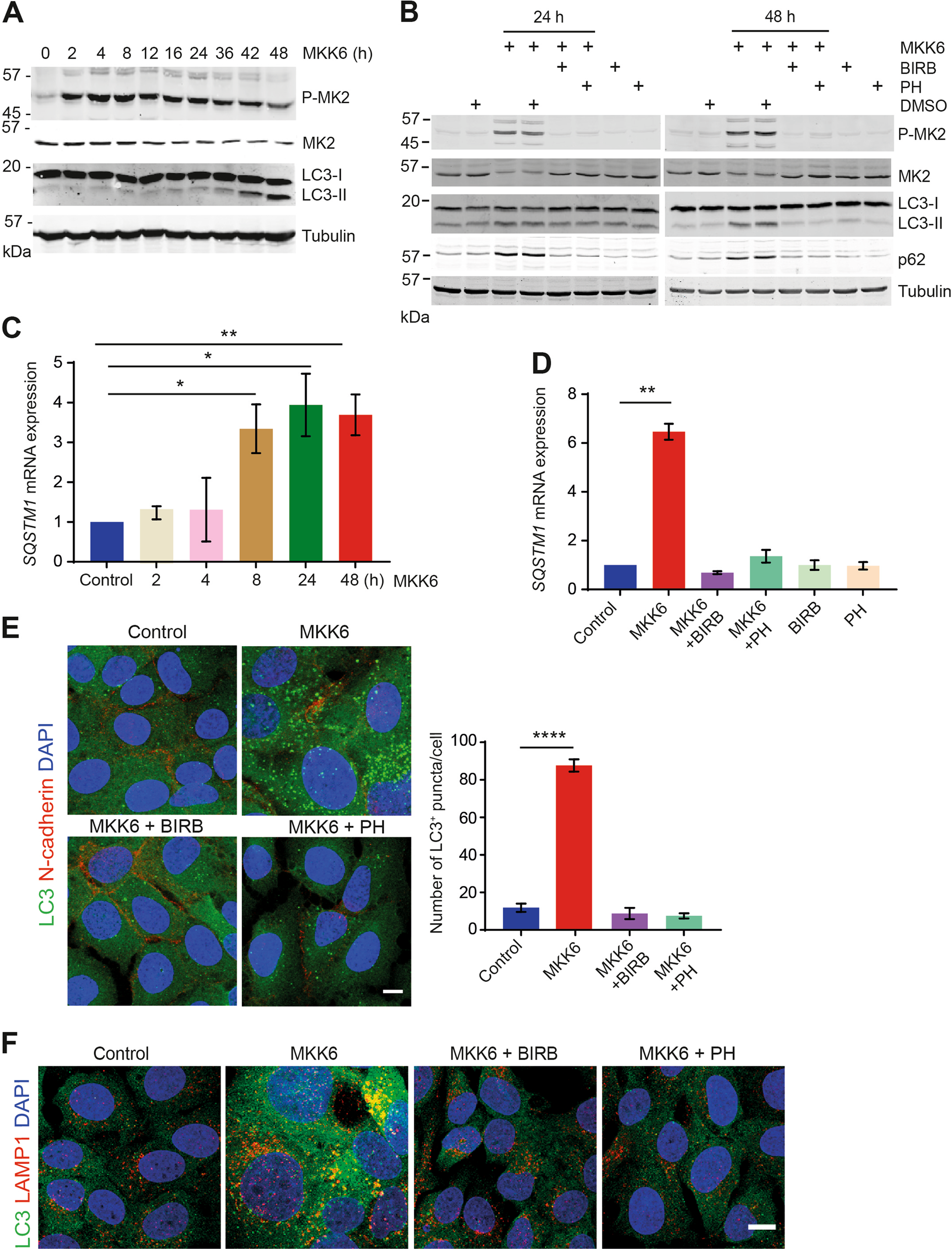 Autophagy Induced Senescence Is Regulated By P38a Signaling Cell