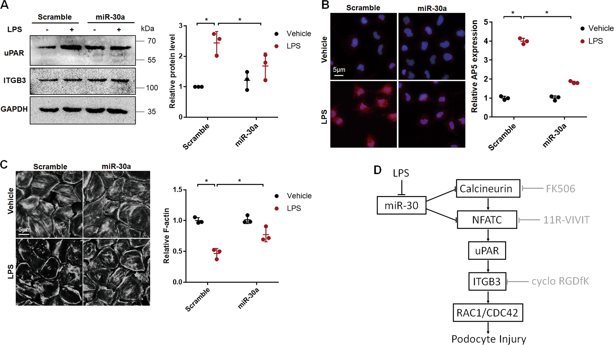 Fig. 8: miR-30a overexpression ameliorated uPAR-ITGB3 activation and podocyte injury in cultured podocytes.