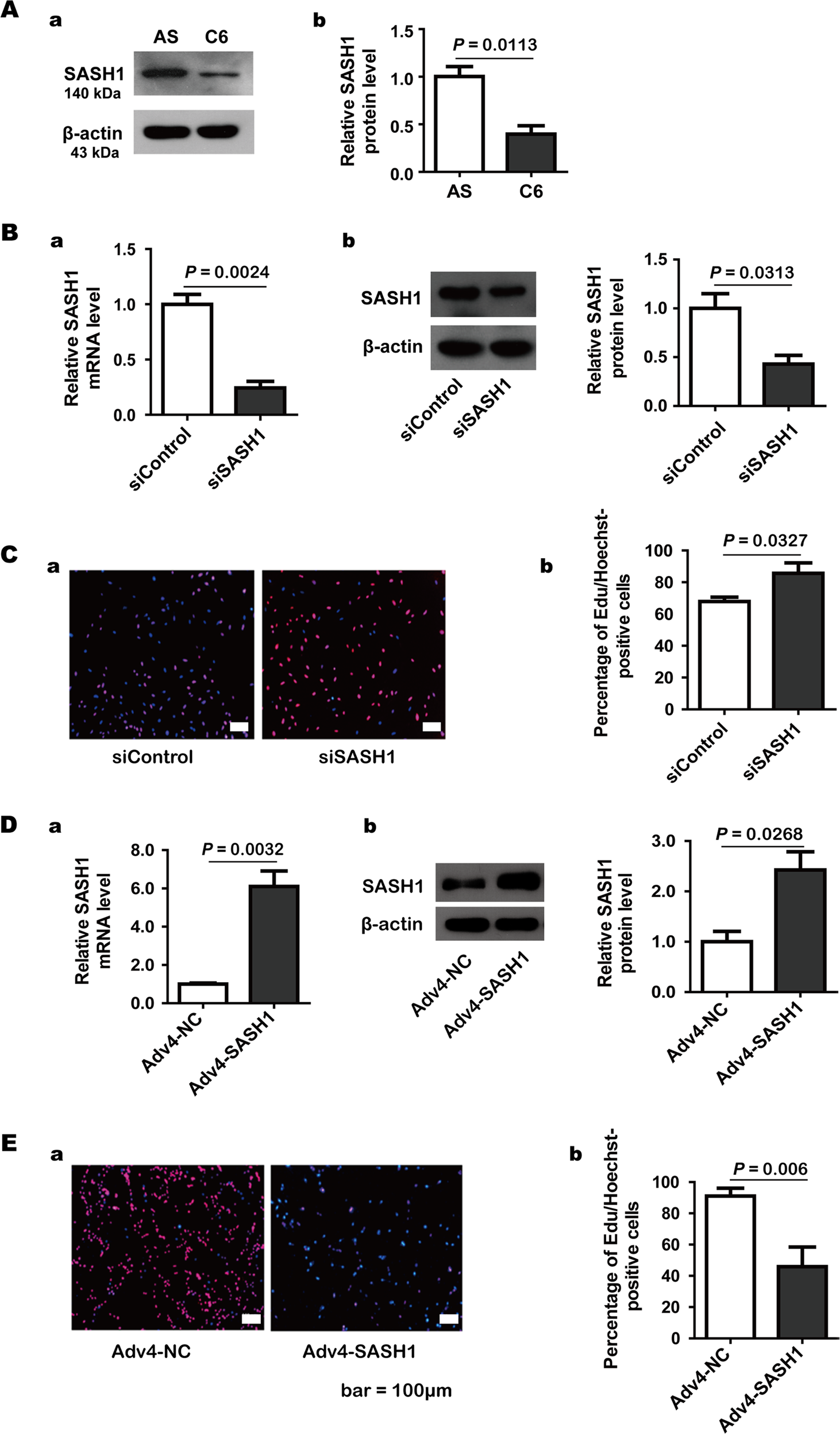 HMGB1 contributes to SASH1 methylation to attenuate astrocyte adhesion |  Cell Death & Disease