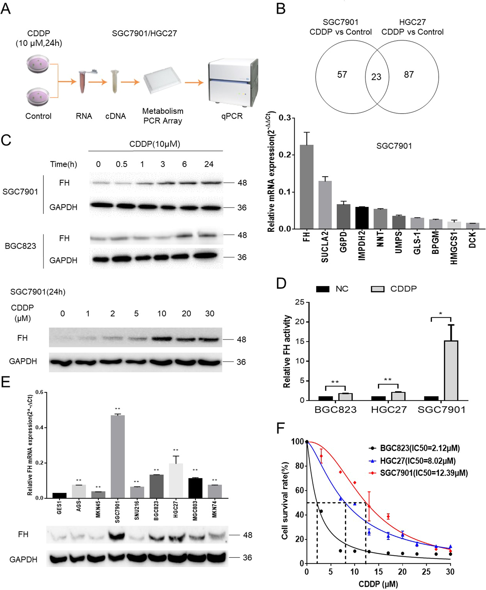 Fig. 1: FH was related to CDDP sensitivity in GC.
