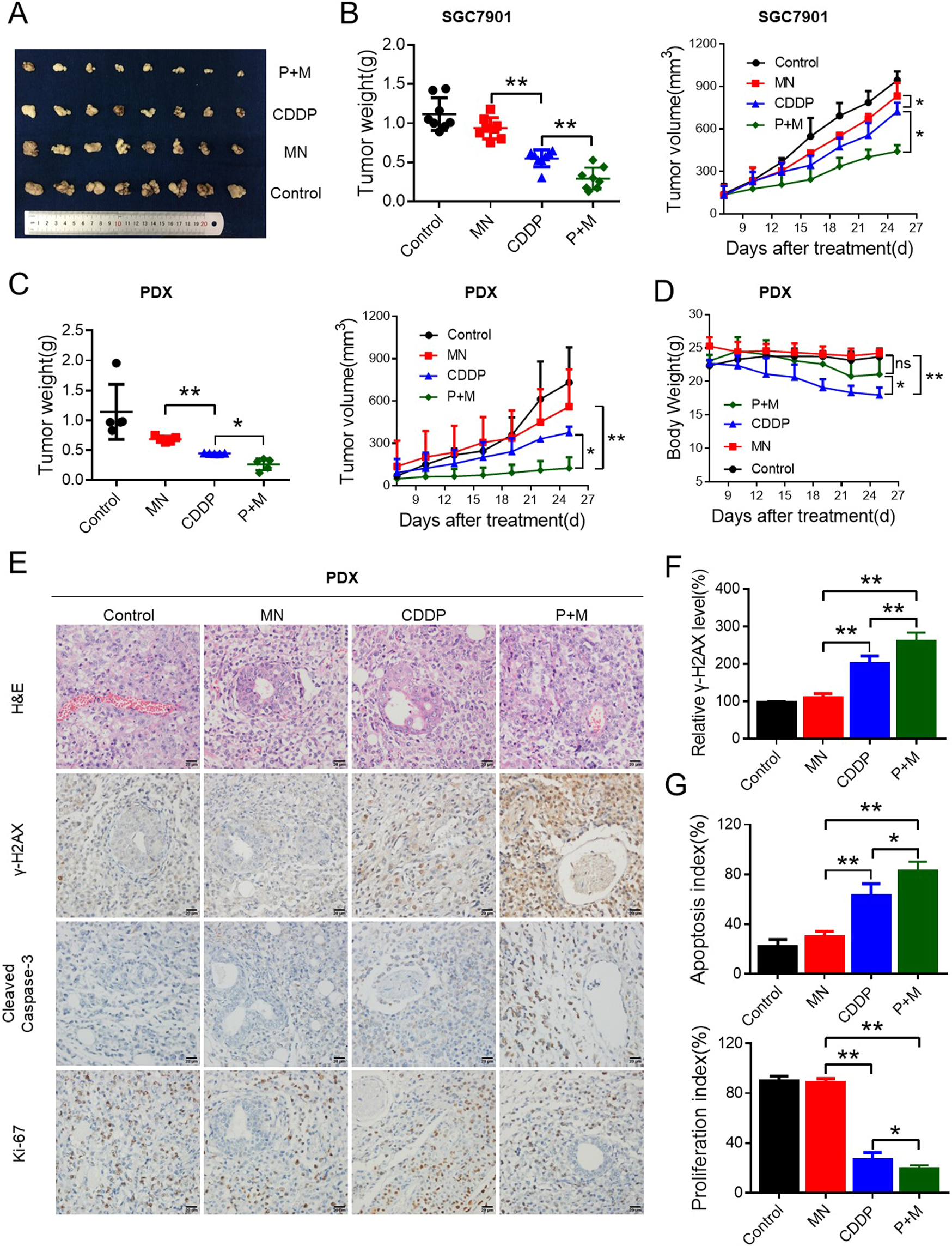 Fig. 5: The combination of MN and CDDP inhibited GC growth in vivo.