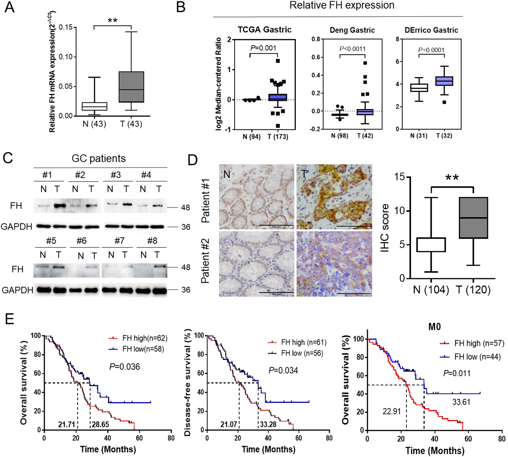 Fig. 6: FH expression was an independent prognostic factor in GC patients.