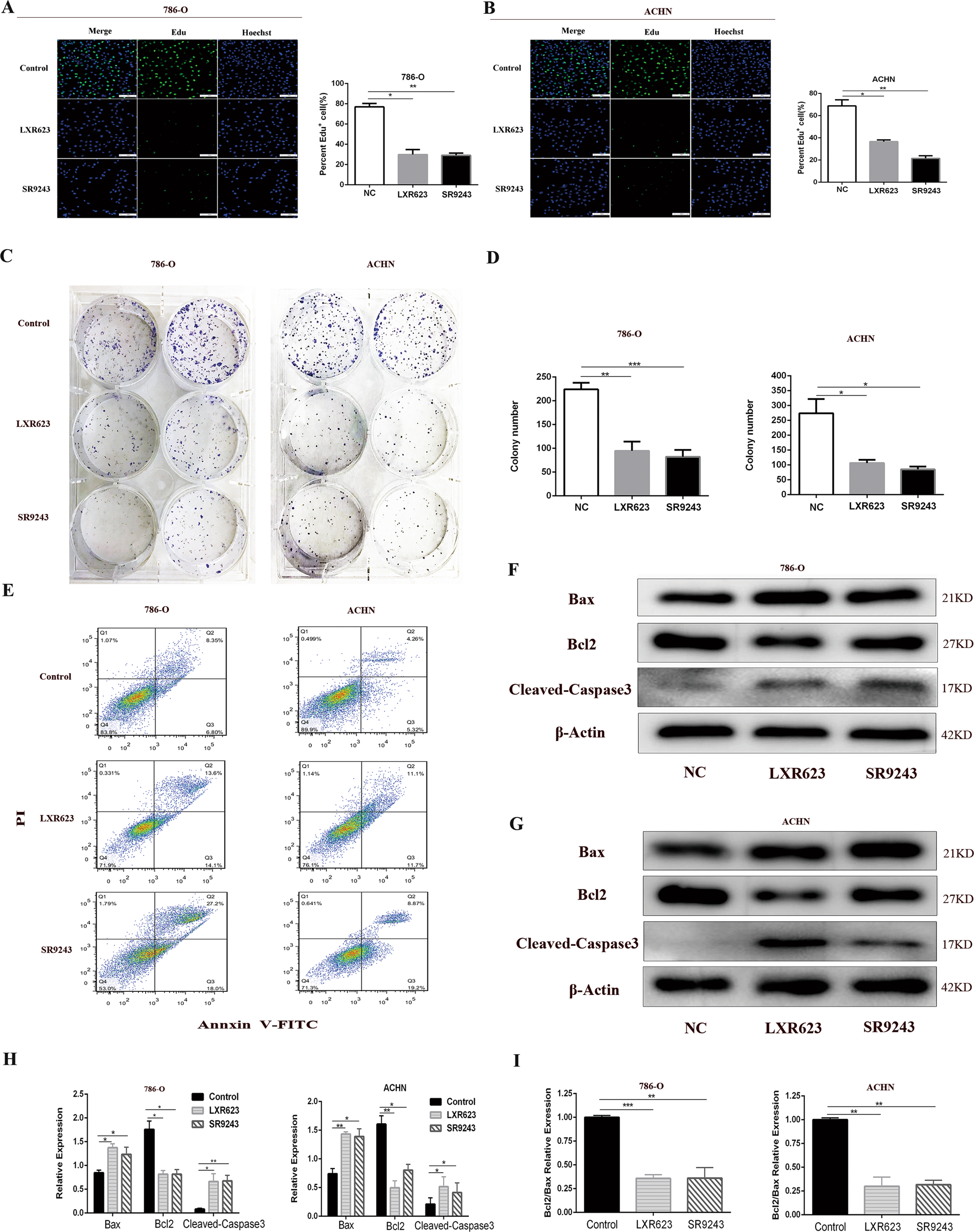 Fig. 2: LXR623 and SR923 inhibit ccRCC cell proliferation and promote apoptosis in vitro.