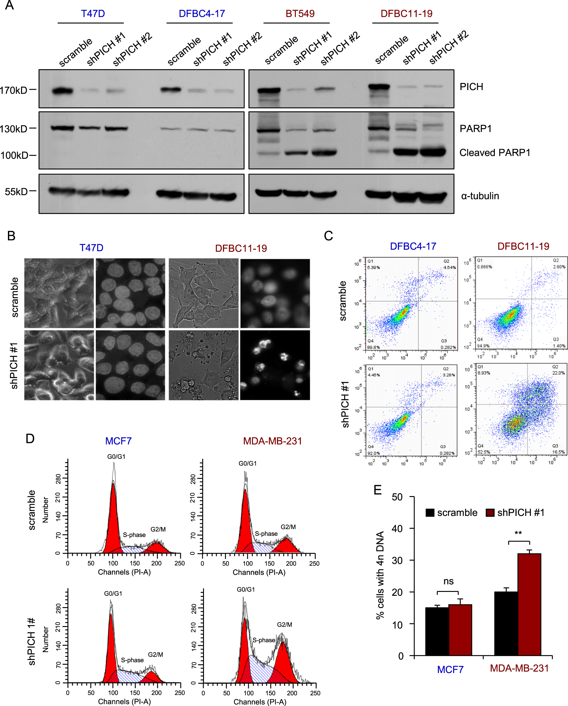 Fig. 3: Downregulation of PICH expression induces apoptosis and impairs mitosis in TNBC cells.