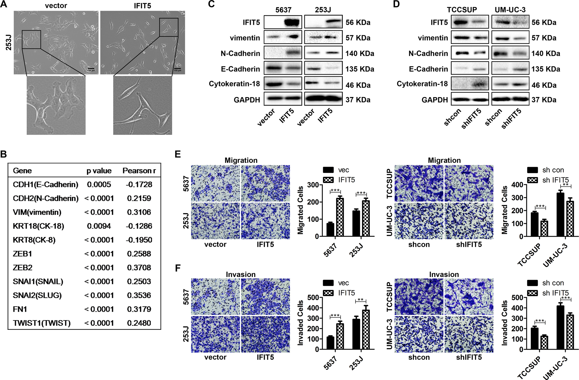 Fig. 2: IFIT5 induces EMT to promote cell migration and invasion of BCa cells.