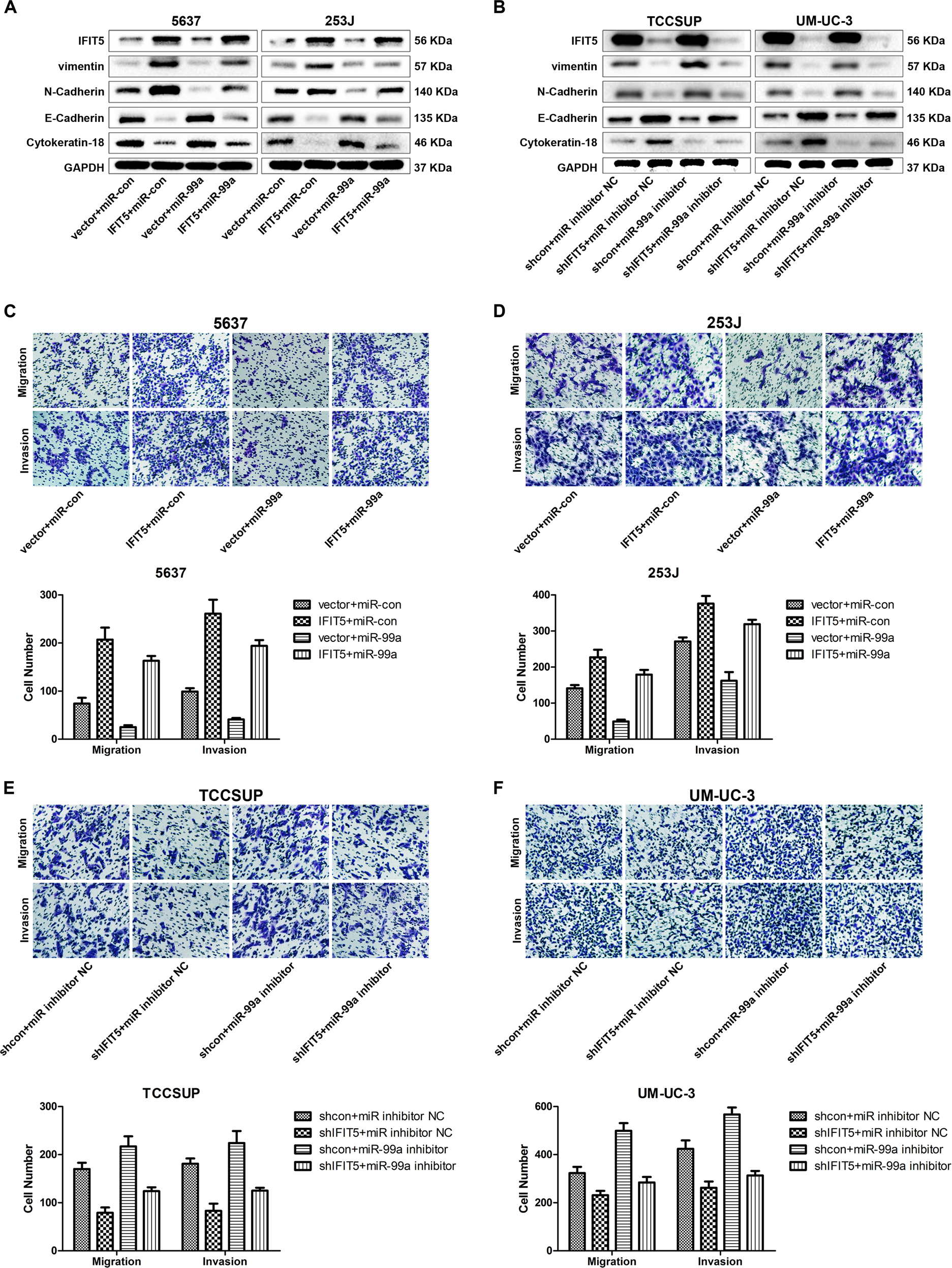 Fig. 4: miR-99a suppresses the effect of IFIT5 on EMT, cell migration and invasion of BCa.
