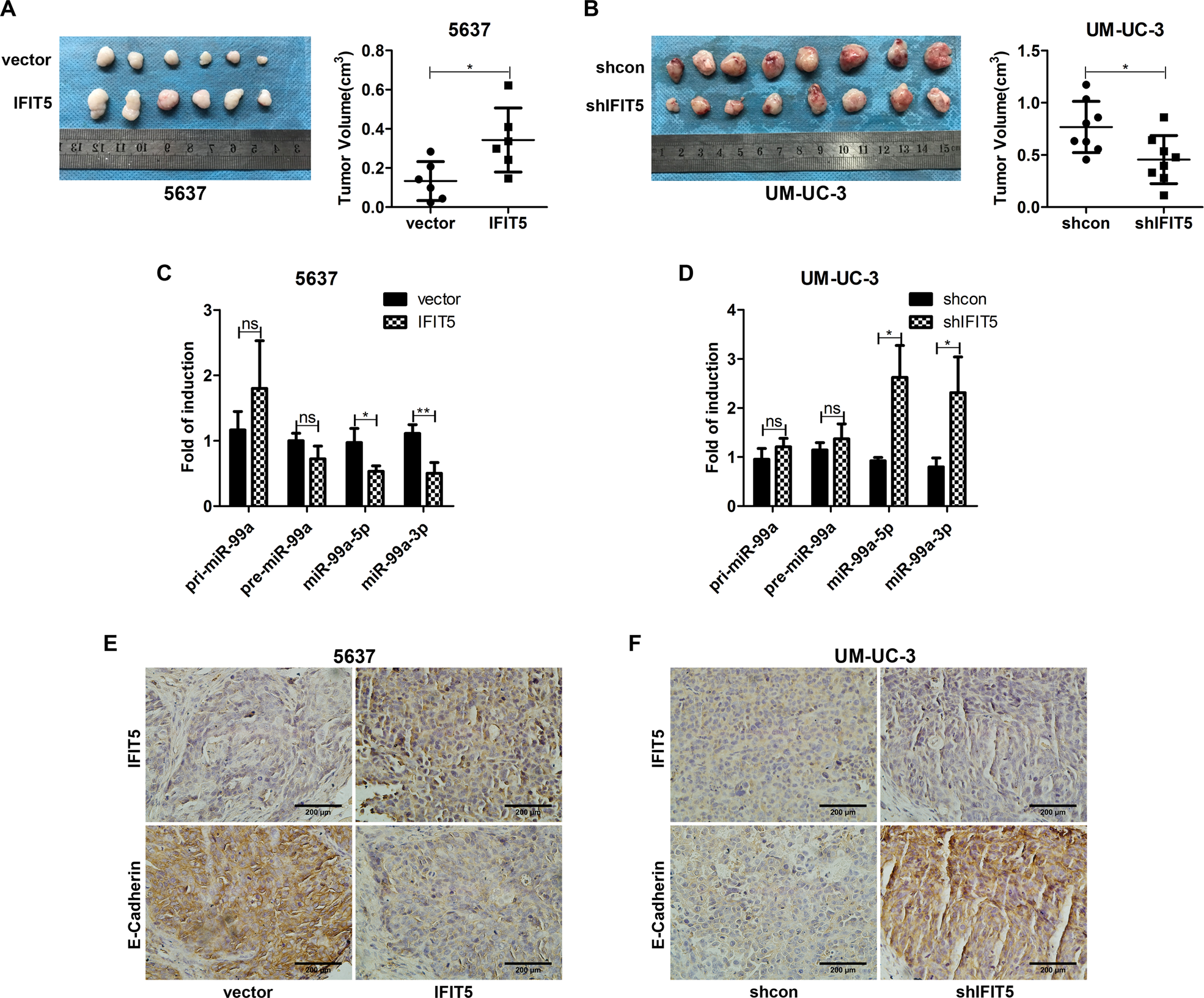 Fig. 7: IFIT5 promotes BCa tumorigenesis and EMT and decreases the expression of mature miR-99a in vivo.