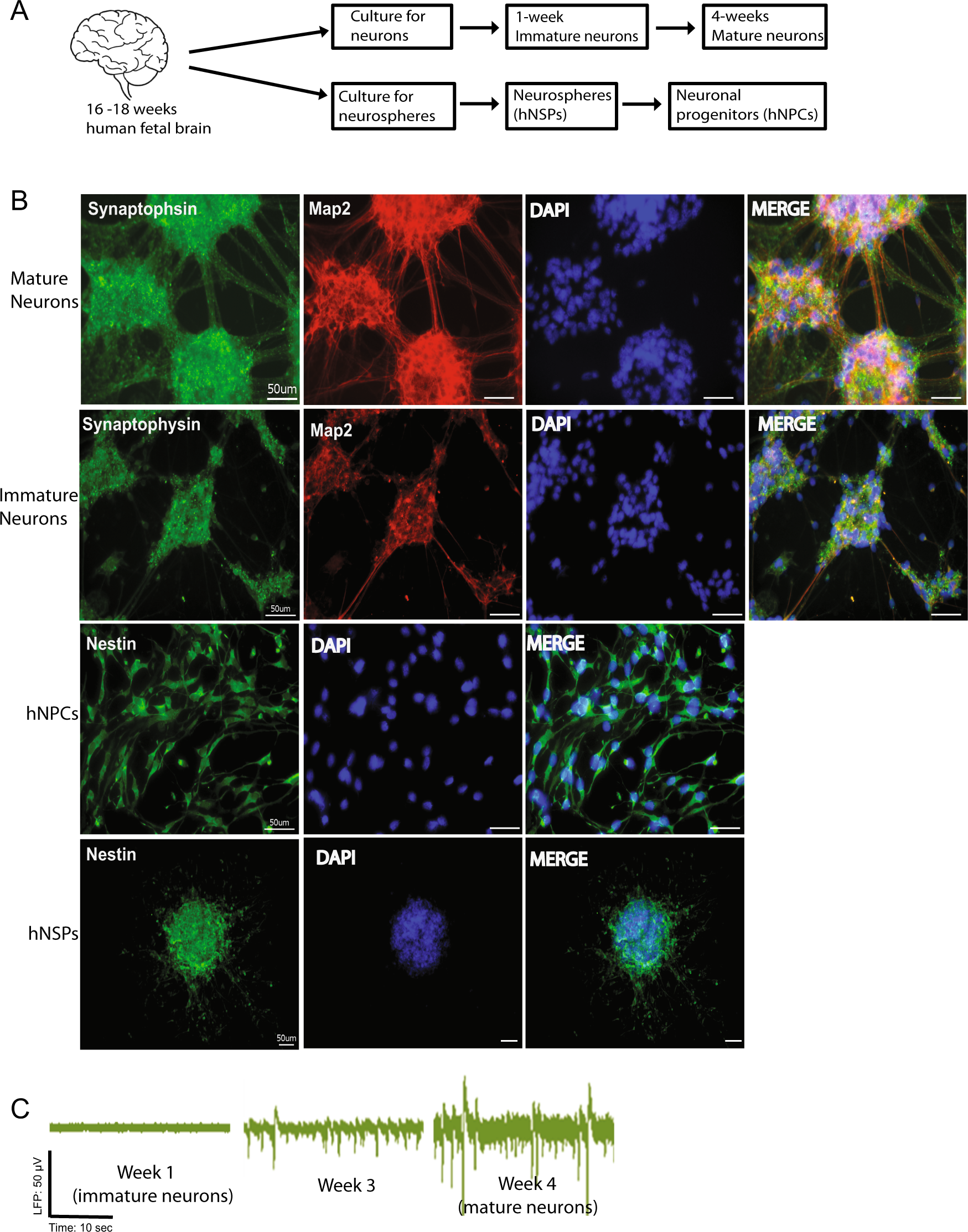 Alcohol exposure alters pre-mRNA splicing of antiapoptotic Mcl-1L isoform  and induces apoptosis in neural progenitors and immature neurons | Cell  Death & Disease