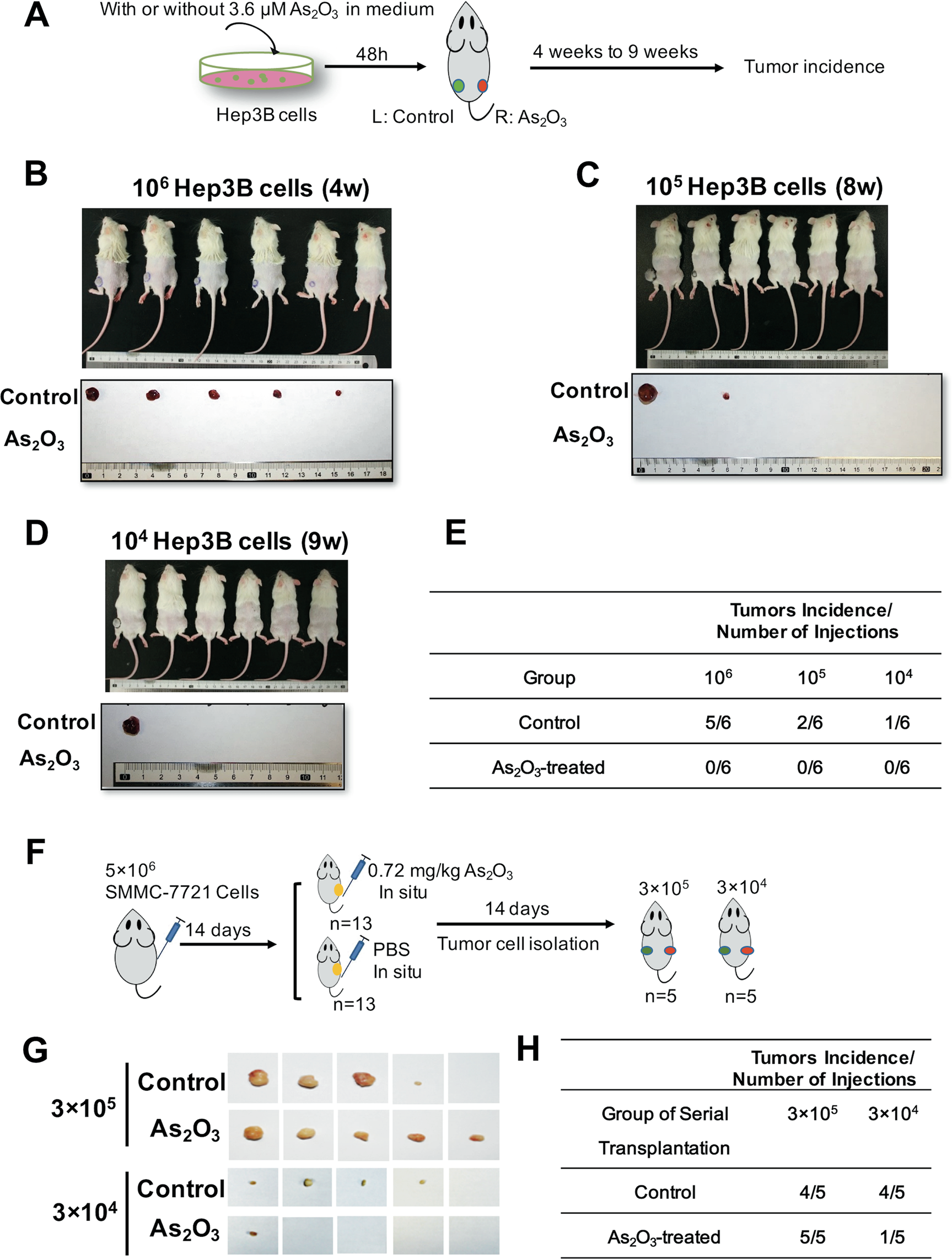 Fig. 3: ATO inhibits HCC tumorigenic capacity.
