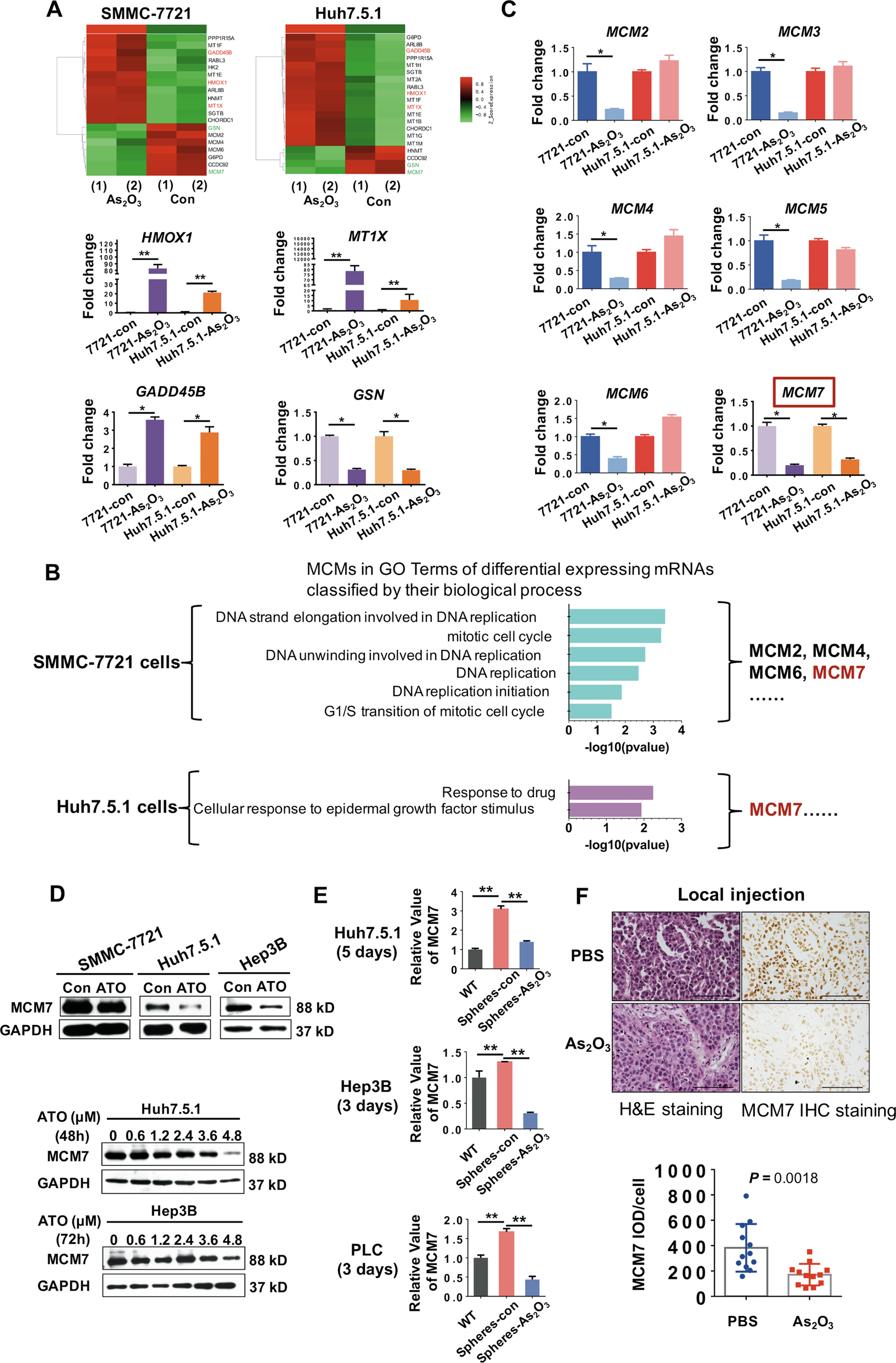 Fig. 4: Investigation and confirmation of target molecule alterations by a cDNA microarray in ATO-treated HCC cells.