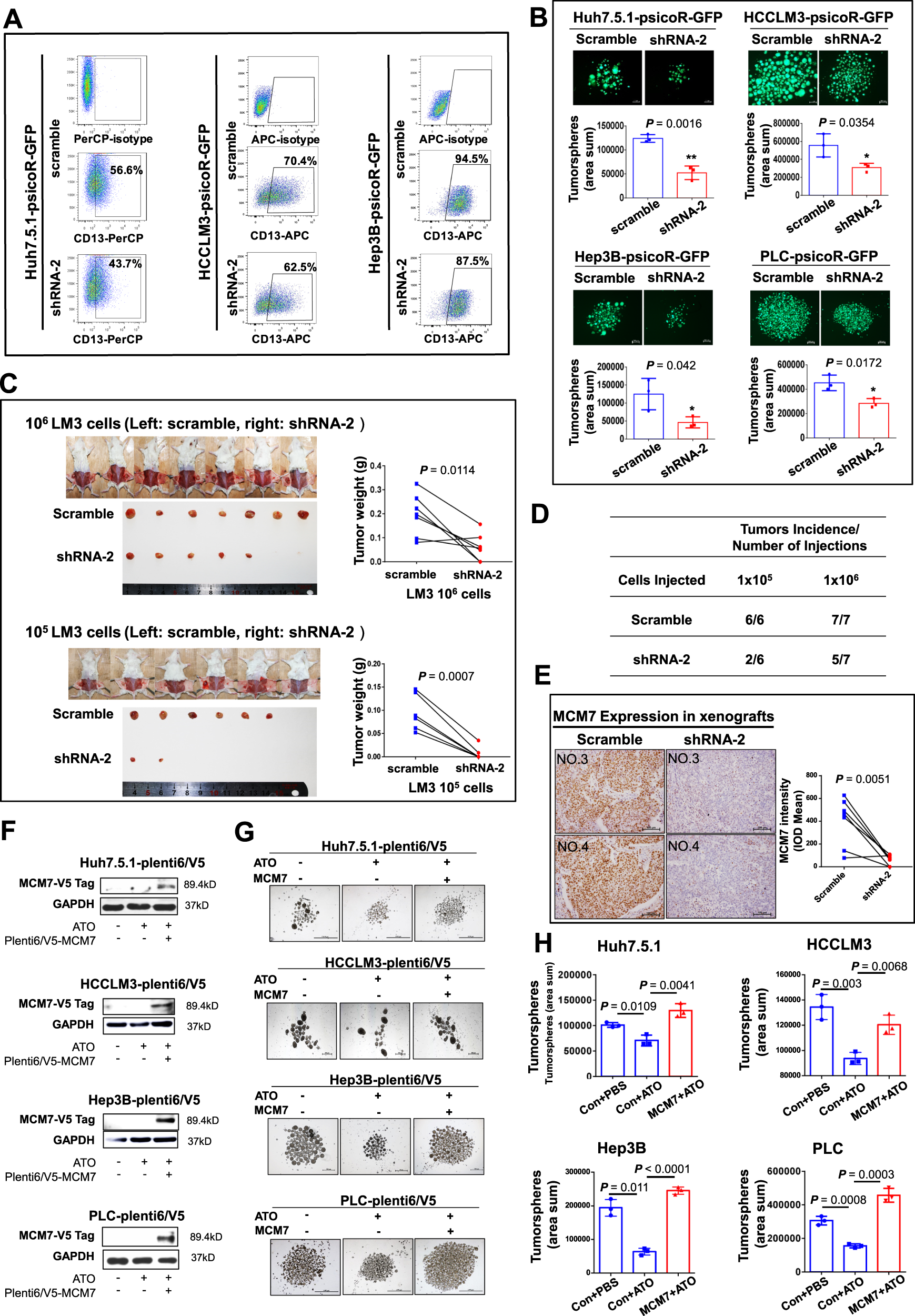 Fig. 6: Analysis of MCM7 function in liver CSC and MCM7 “rescue” assays for ATO treatment.