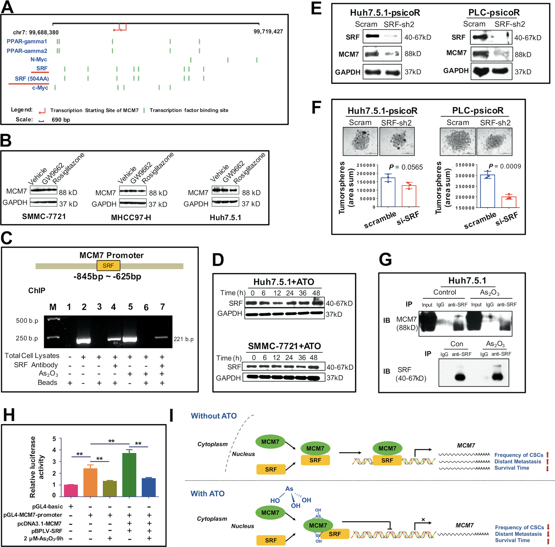 Fig. 8: SRF-mediated regulation of MCM7 transcription in ATO-treated HCC.