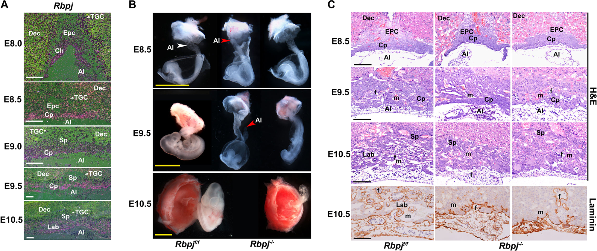 Cell-specific localization of Egam1c mRNA in the mouse placenta at