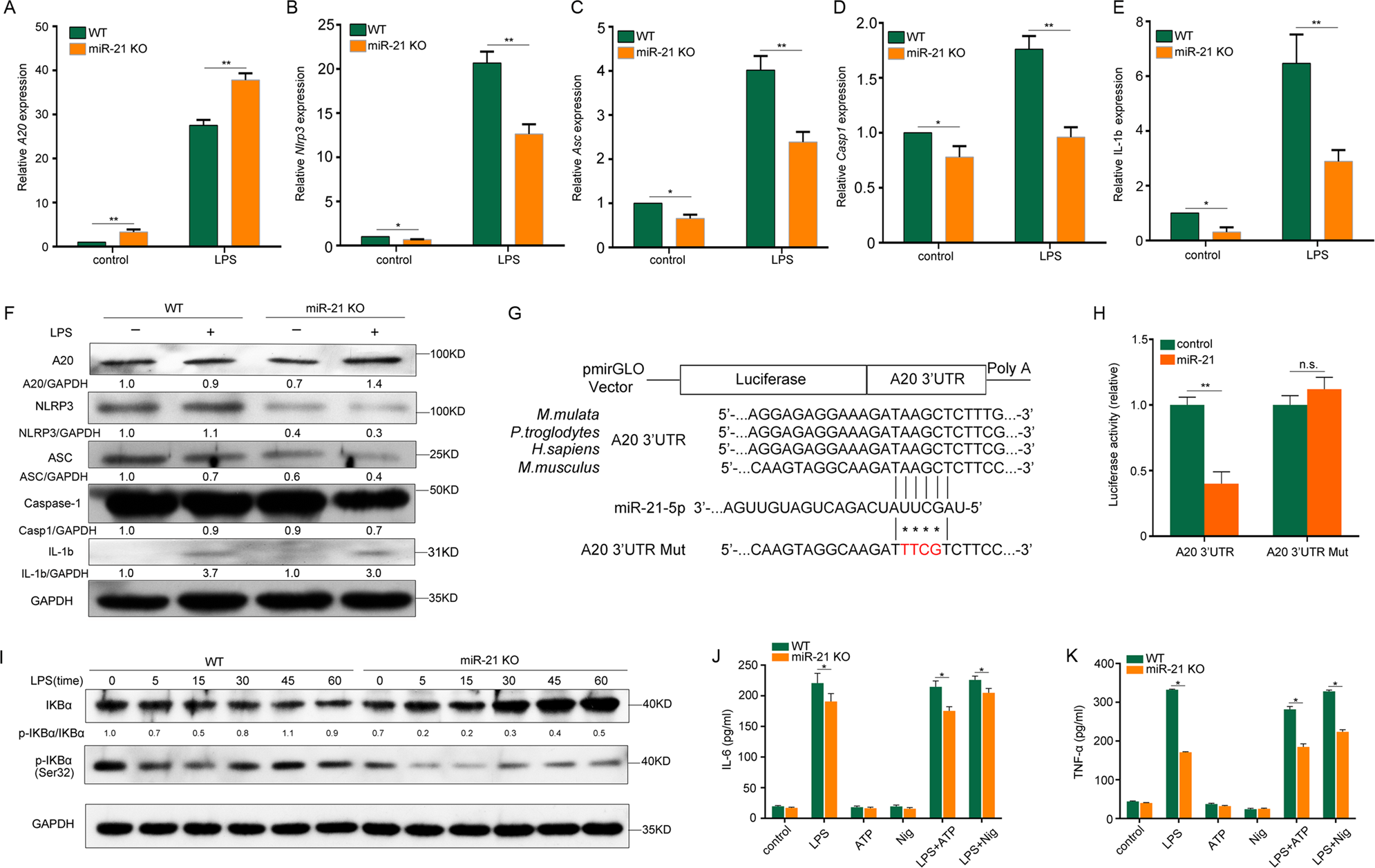 Fig. 2: A20 is a functional miR-21 target for regulation of NF-κB and NLRP3 inflammasomes.