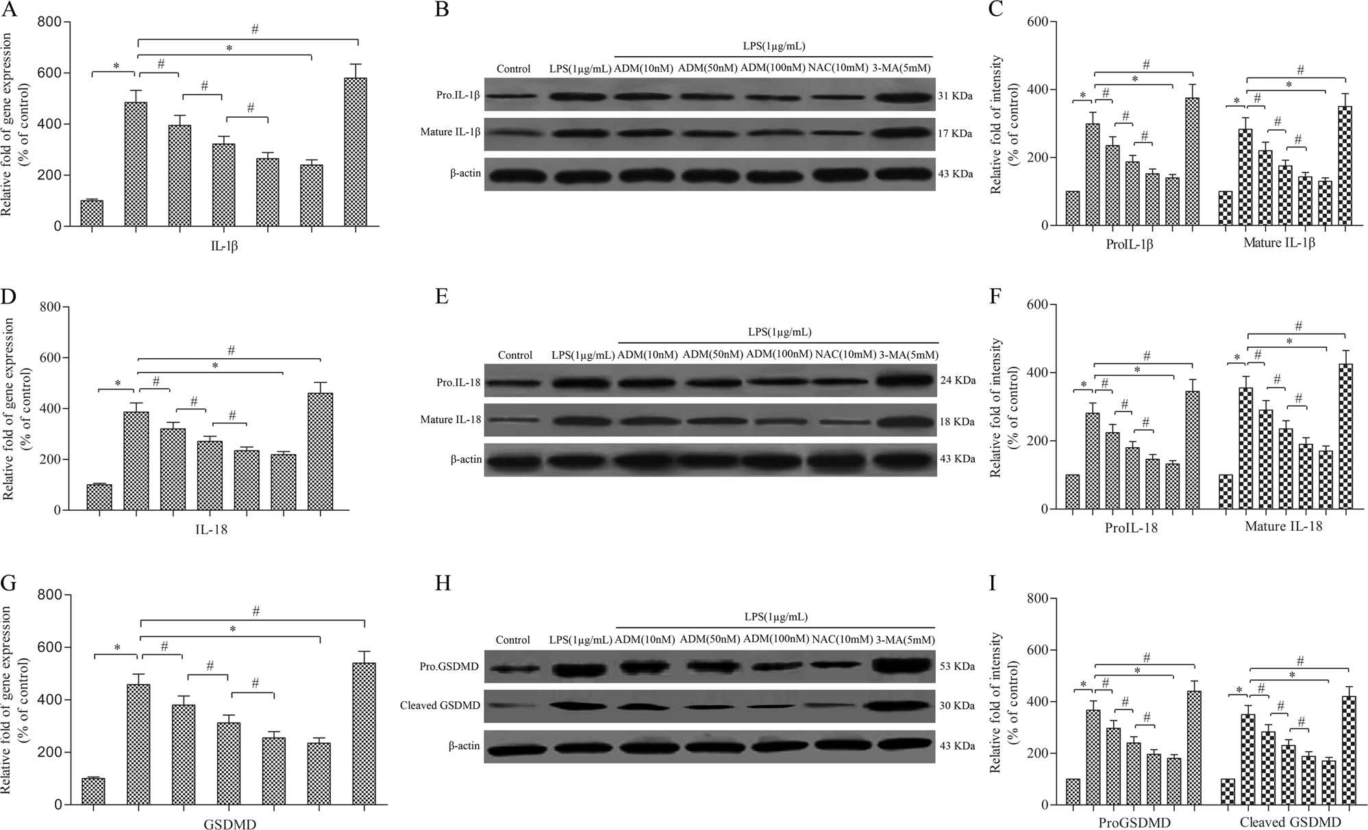 Fig. 2: ADM inhibits the expression of IL-1β, IL-18 and GSDMD in LPS-exposed Leydig cells.