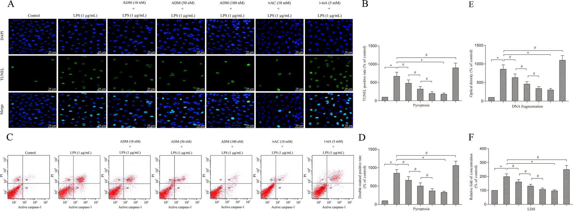 Fig. 3: ADM inhibits cell death in LPS-exposed Leydig cells.