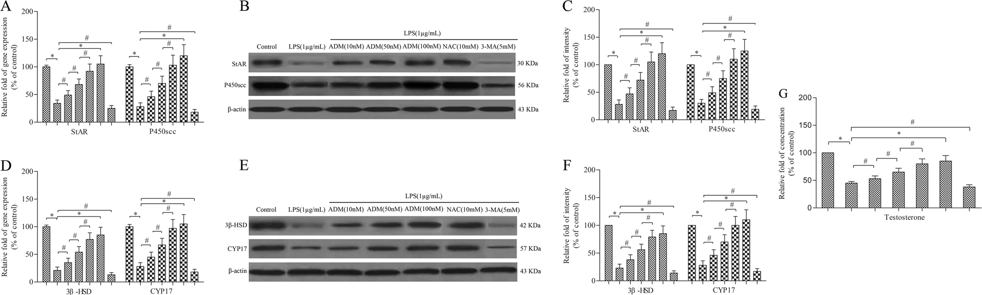 Fig. 5: ADM rescues the decrease in steroidogenic enzymes and testosterone production in LPS-exposed Leydig cells.