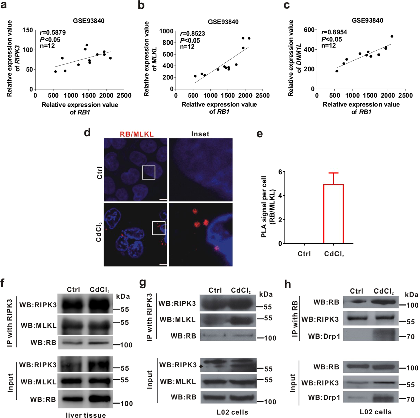 Fig. 4: RB binds to Drp1 and promotes the formation of necrosome.