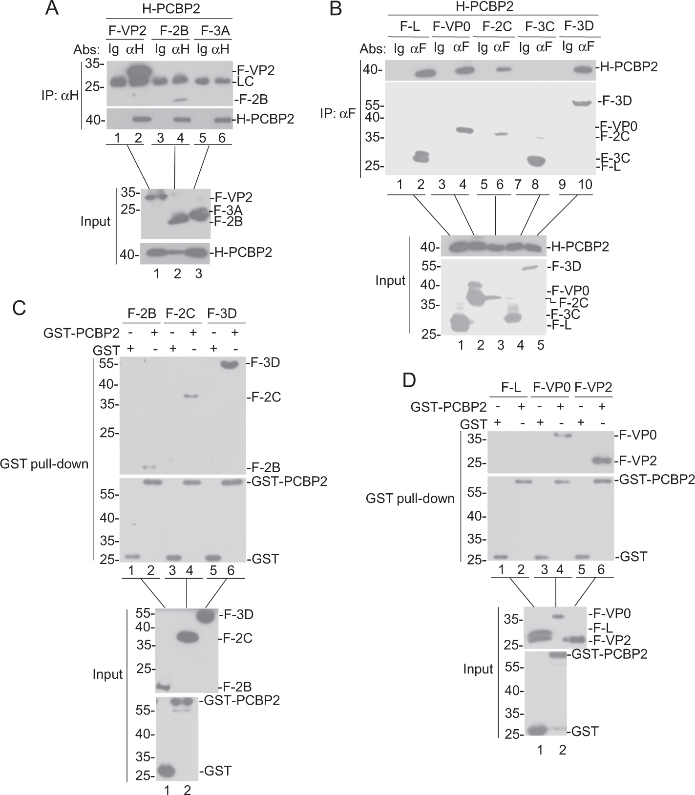 Fig. 2: PCBP2 interacts with FMDV proteins.