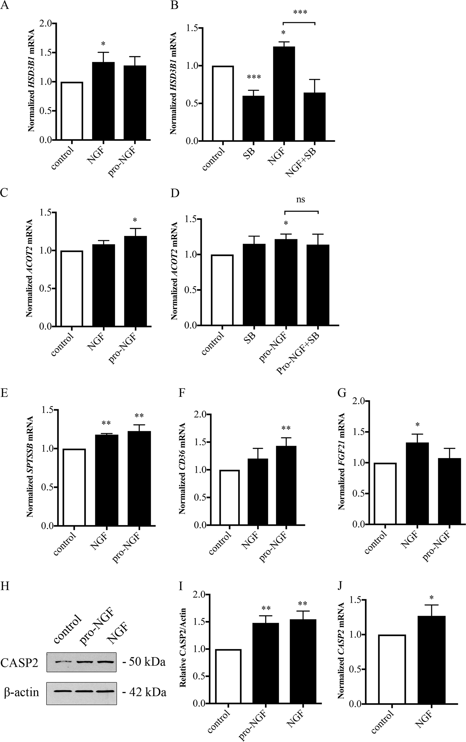 Fig. 6: Effect of p75NTR stimulation on lipid-associated genes in Huh7 cells.