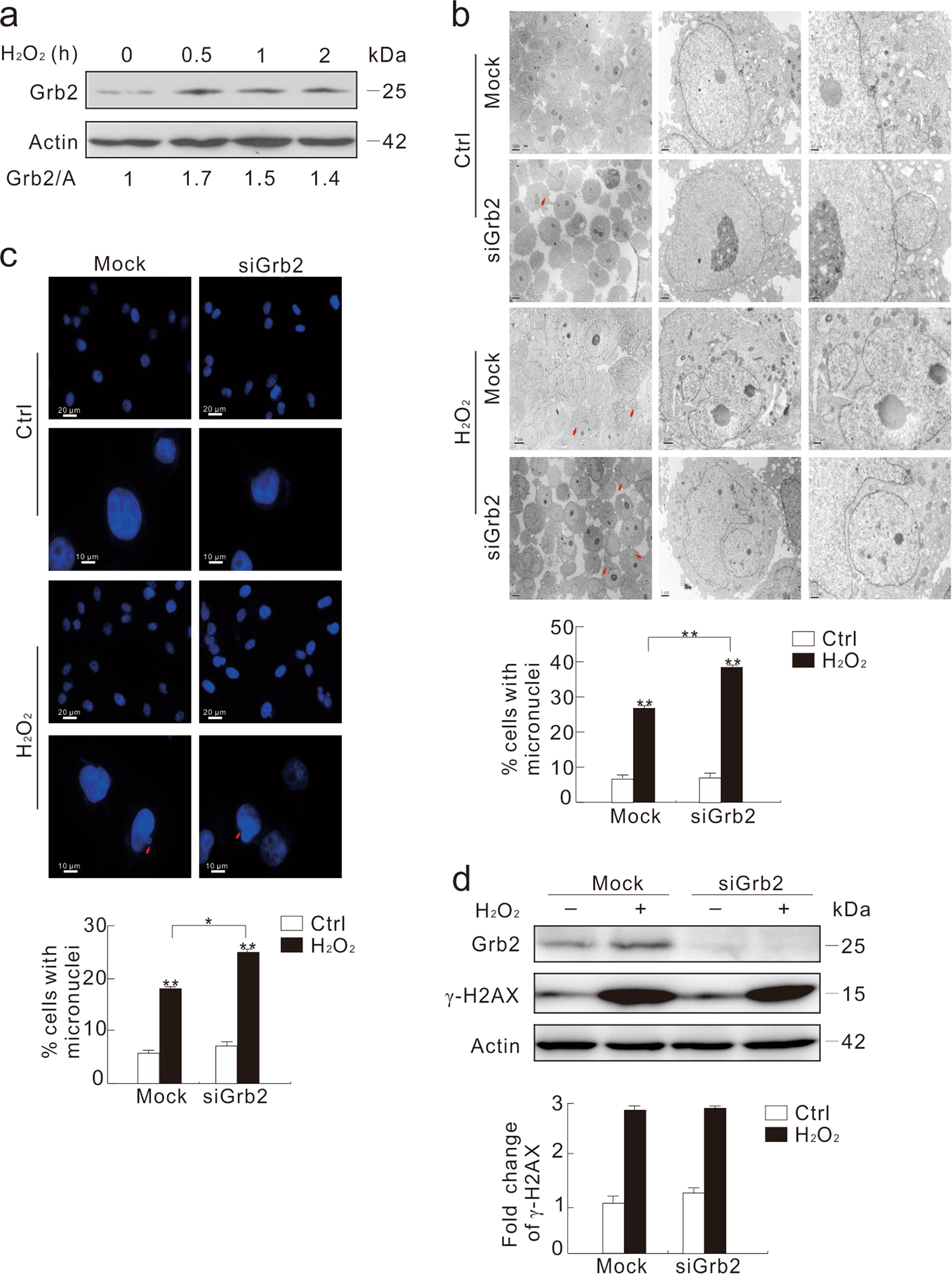 Fig. 2: Depletion of Grb2 increases H2O2-induced formation of micronuclei.