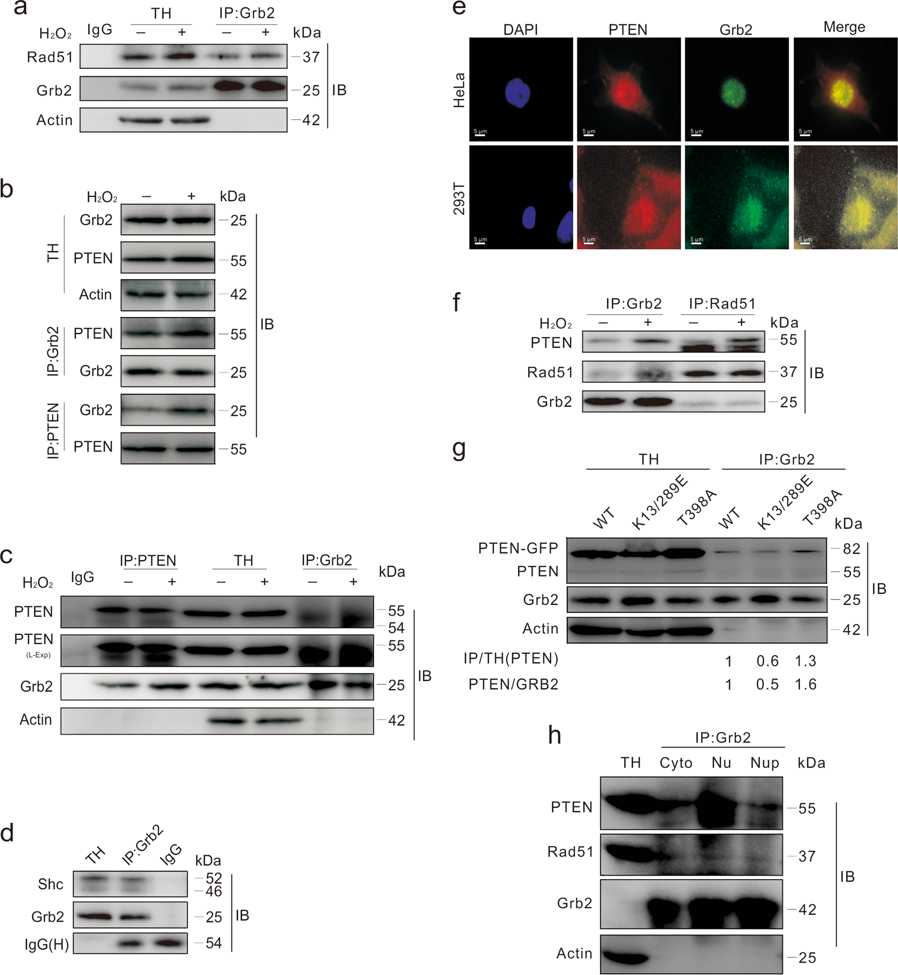 Fig. 5: Grb2 binds to Rad51 and PTEN.