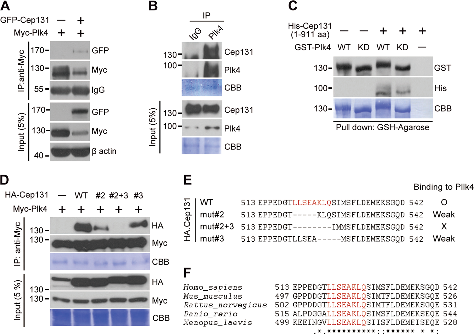 Fig. 3: Plk4 directly interacts with Cep131.