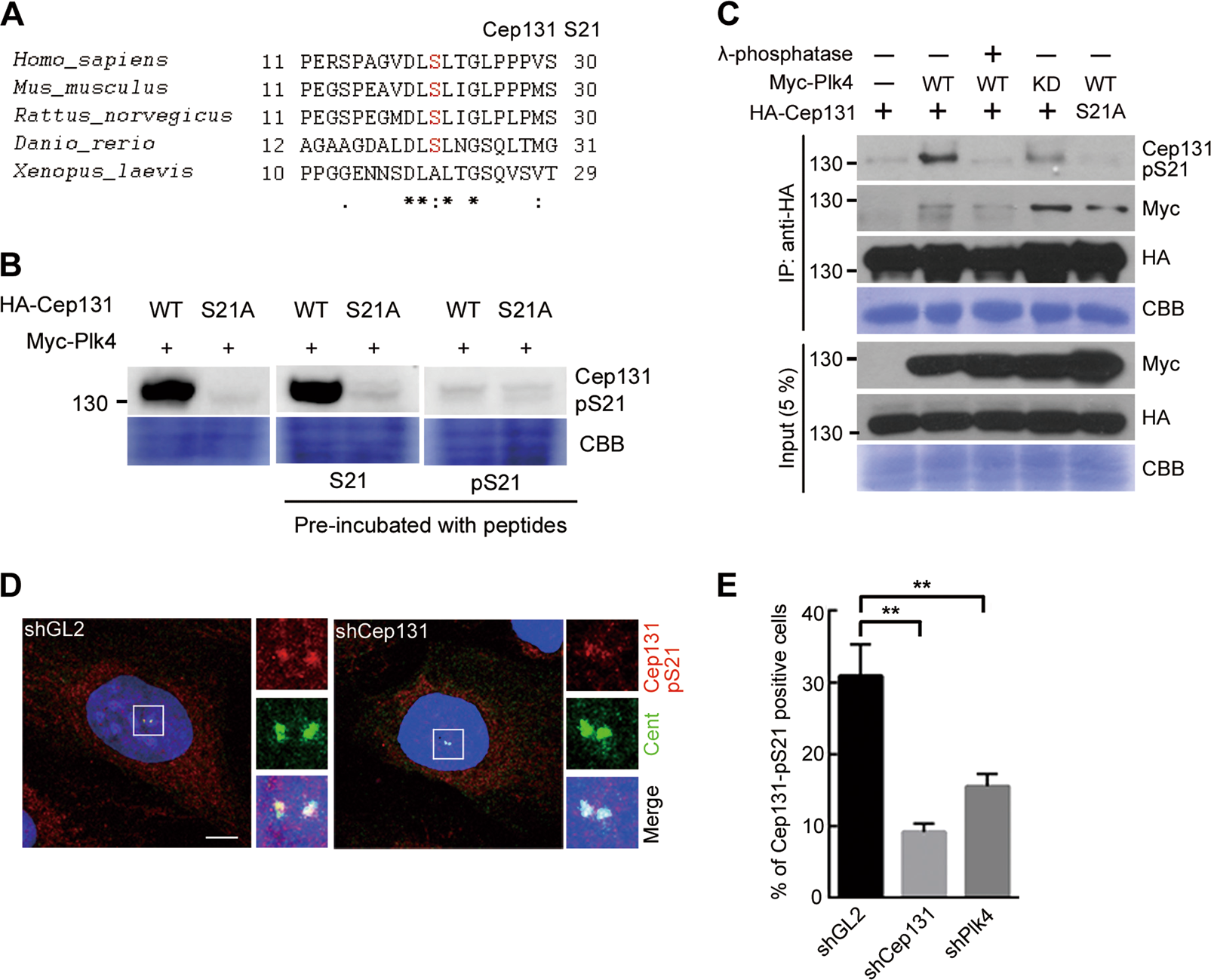 Fig. 4: Cep131 is phosphorylated by Plk4.