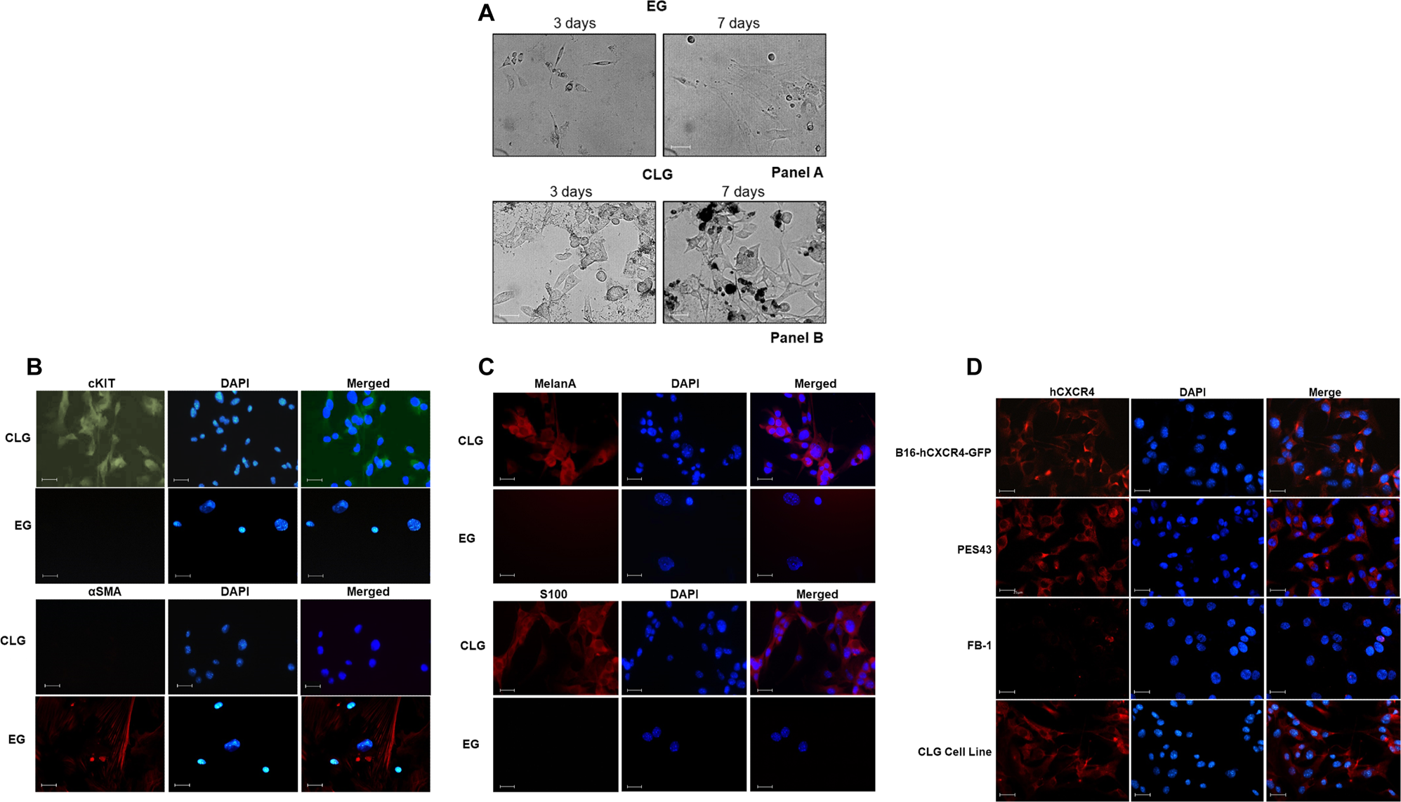 Fig. 6: In vitro characterization of CLG/EG recovered cells.