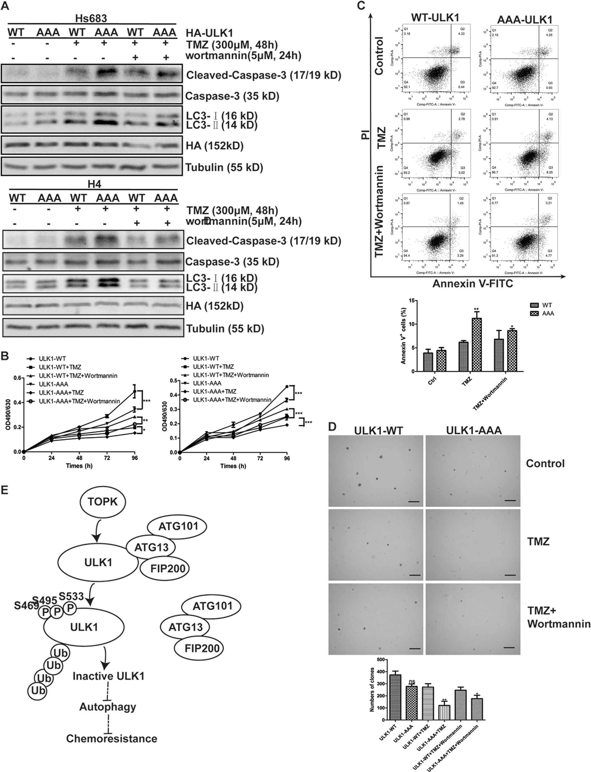 Fig. 7: Mutation of Ser469, Ser495, and Ser533 of ULK1 induces autophagy initiation and enhances sensitivity of glioma cells to TMZ.