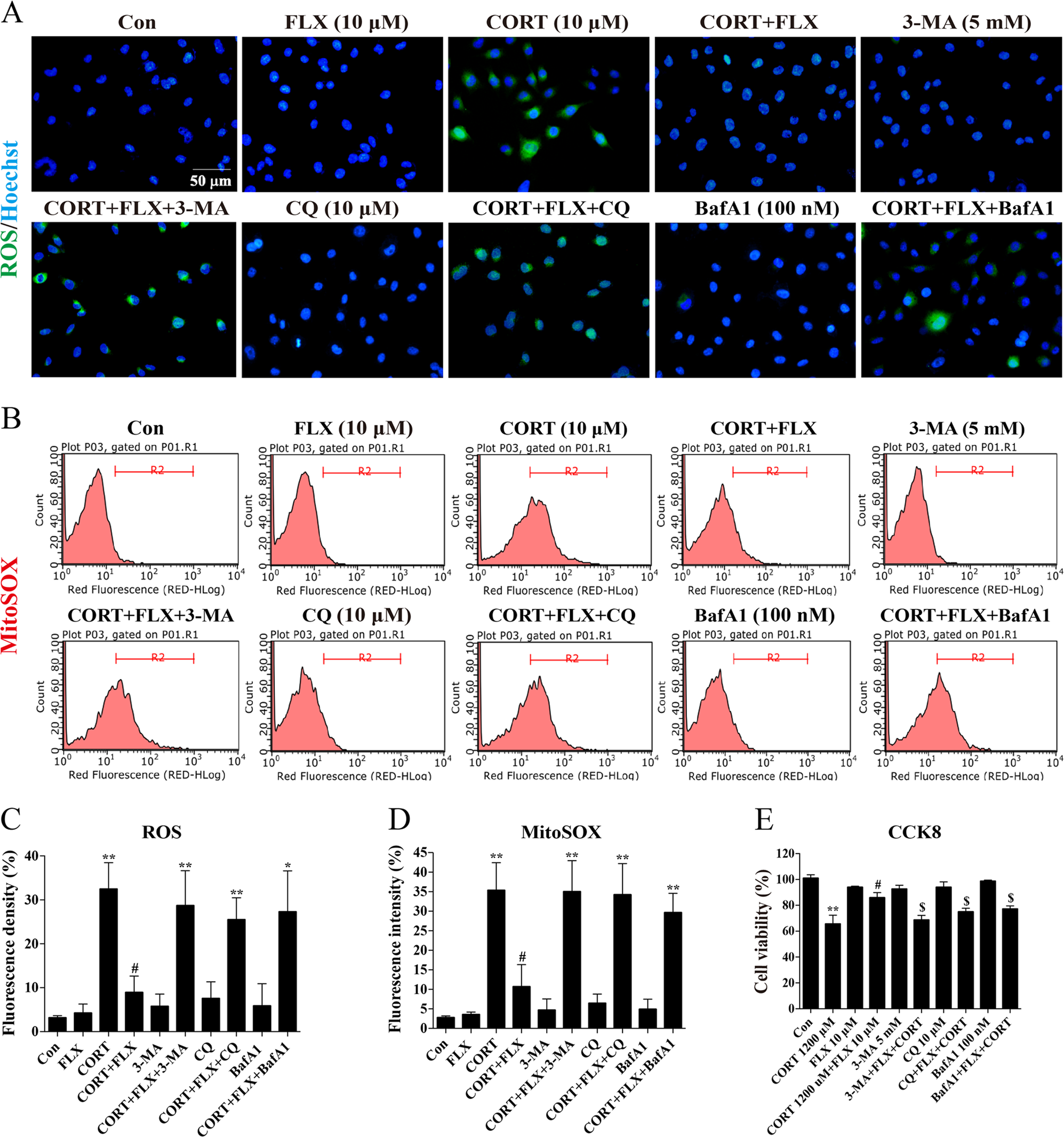Fig. 7: Fluoxetine produced cytoprotection on astrocytes via promoting autophagy.