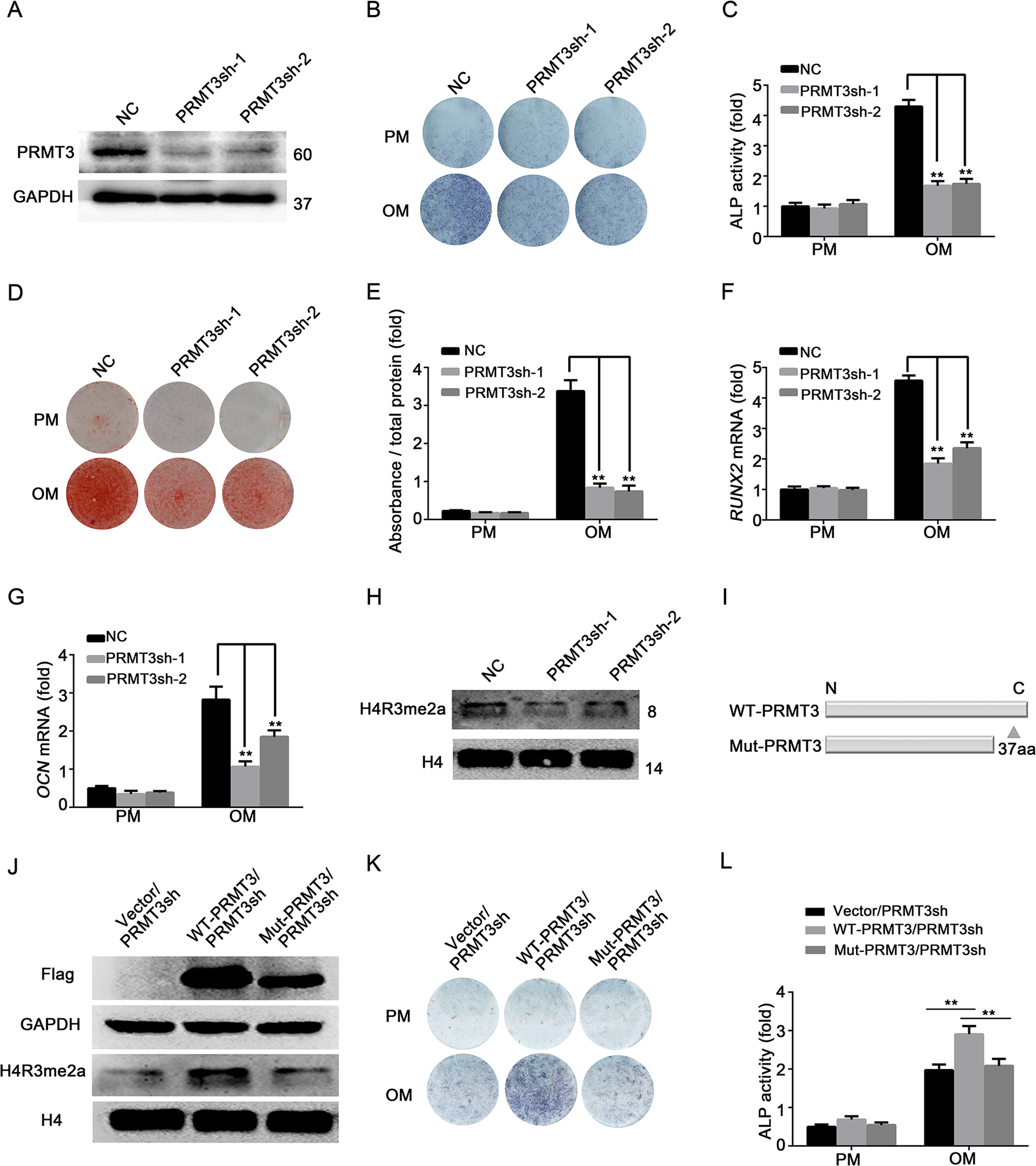 Fig. 2: PRMT3 arginine methyltransferase activity is essential for the PRMT3-mediated promotion of MSCs osteogenic differentiation.