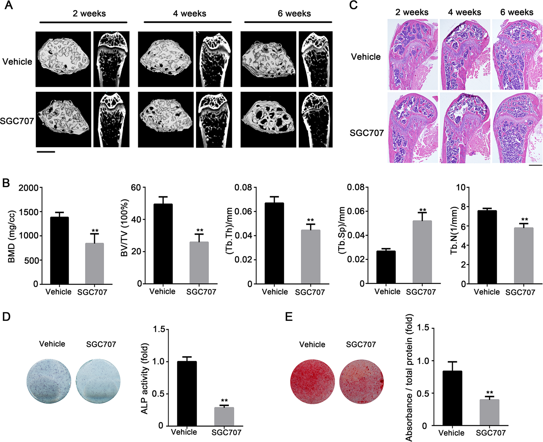 Fig. 7: SGC707 treatment induces bone loss in mice.