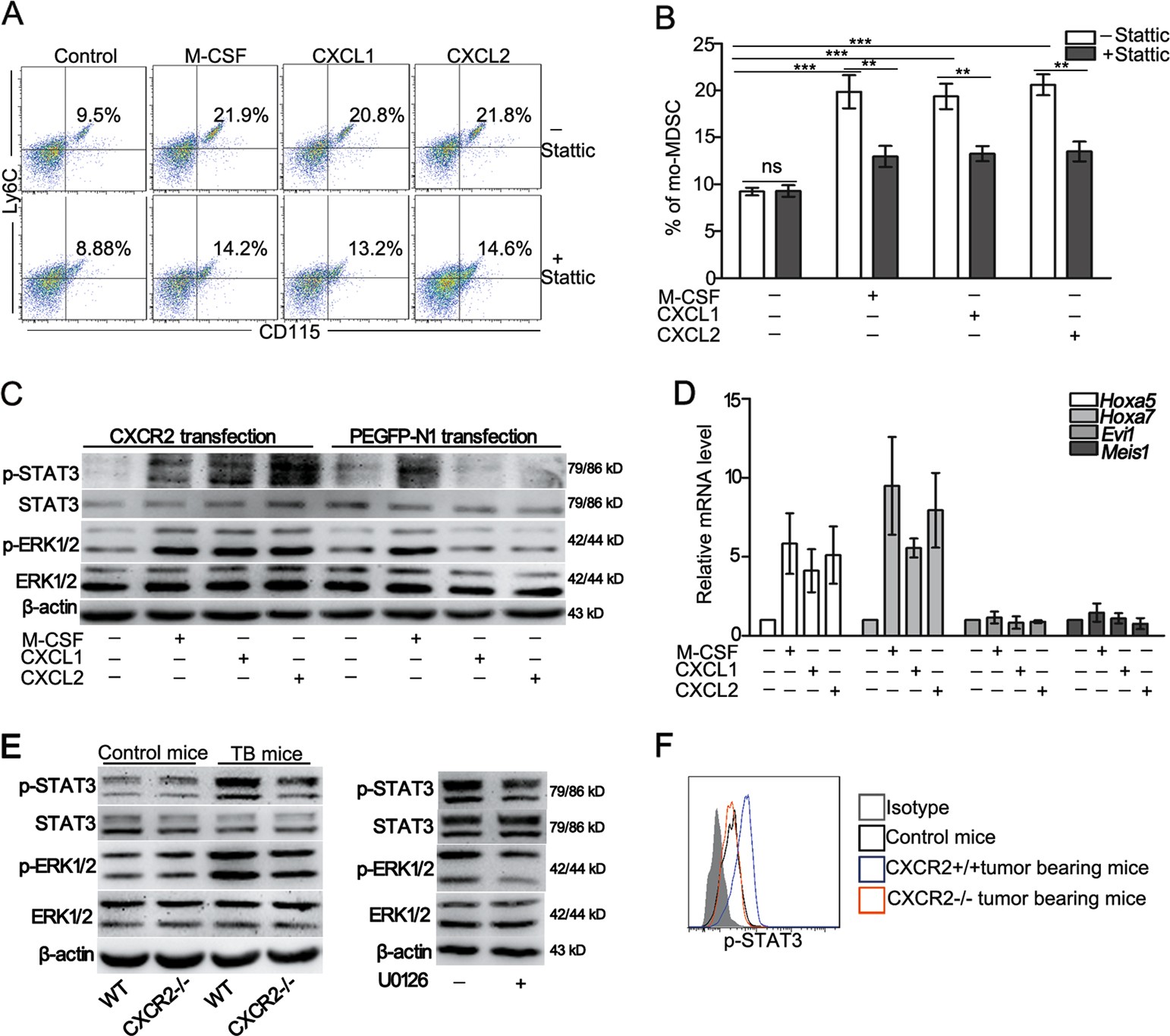 Fig. 4: CXCR2 deficiency reduces the differentiation of GMPs into mo-MDSCs by suppressing the ERK/STAT3 pathway.