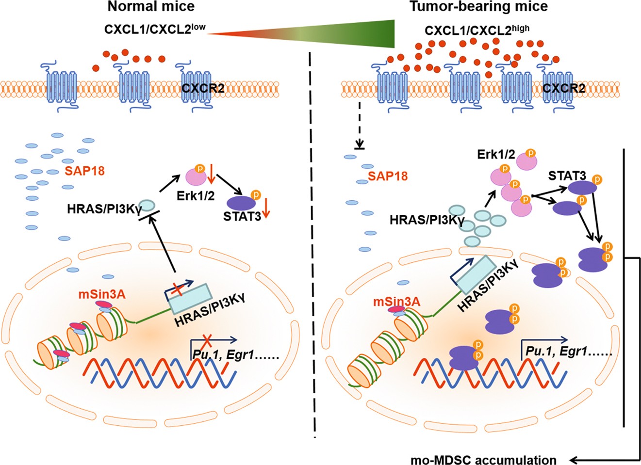 Fig. 7: Schematic illustration of the proposed model.
