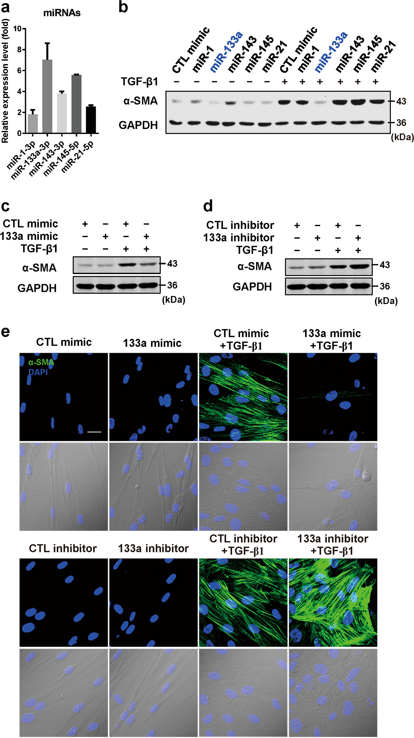 Fig. 1: TGF-β1-induced miR-133a blocks pulmonary fibroblast differentiation.