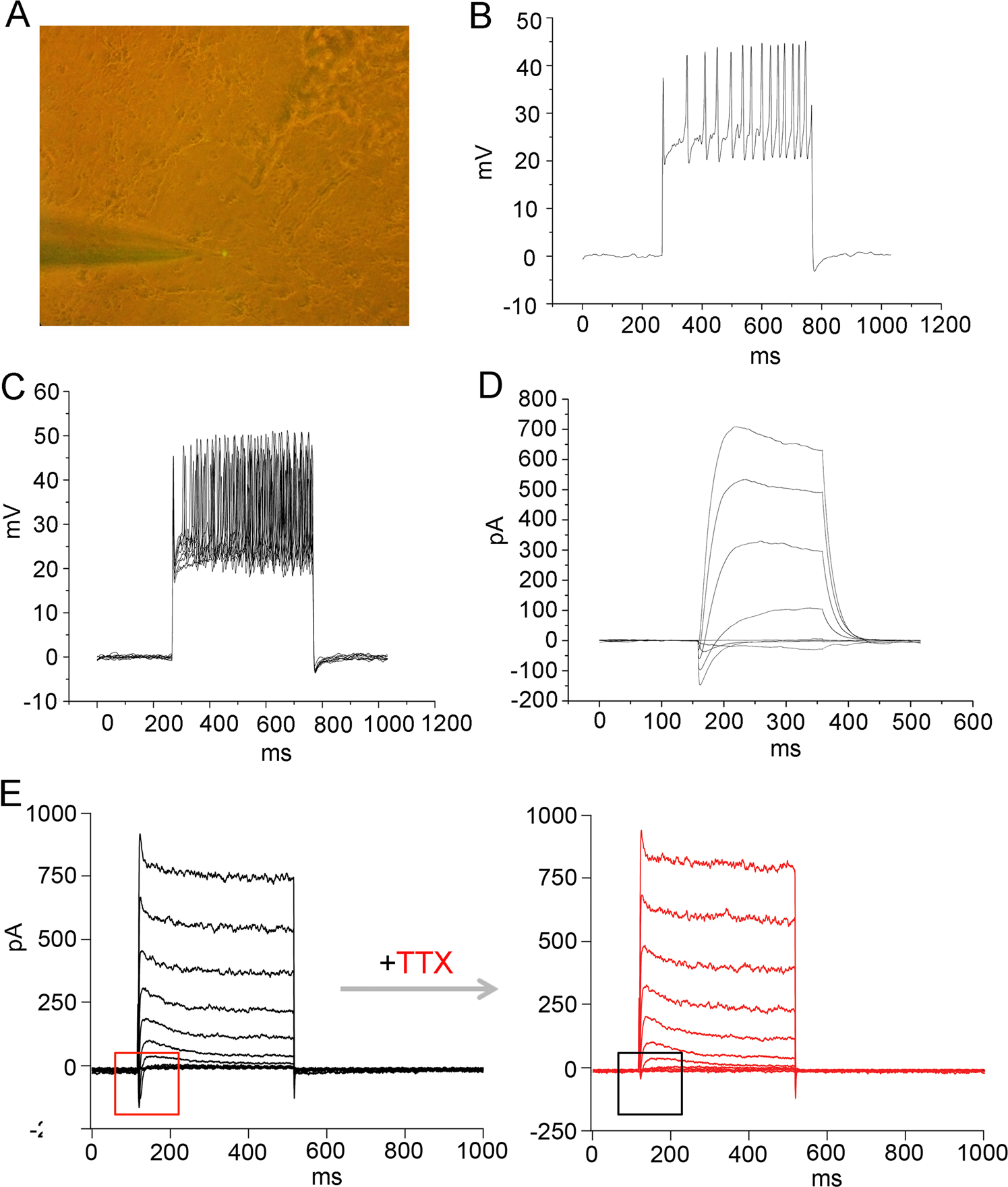 Fig. 7: Electrophysiological properties of NGN2-induced neurons from OECs.