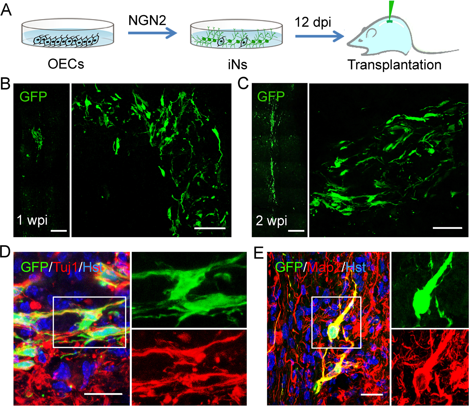 Fig. 9: Transplantation of OEC-converted neurons into normal adult spinal cord.