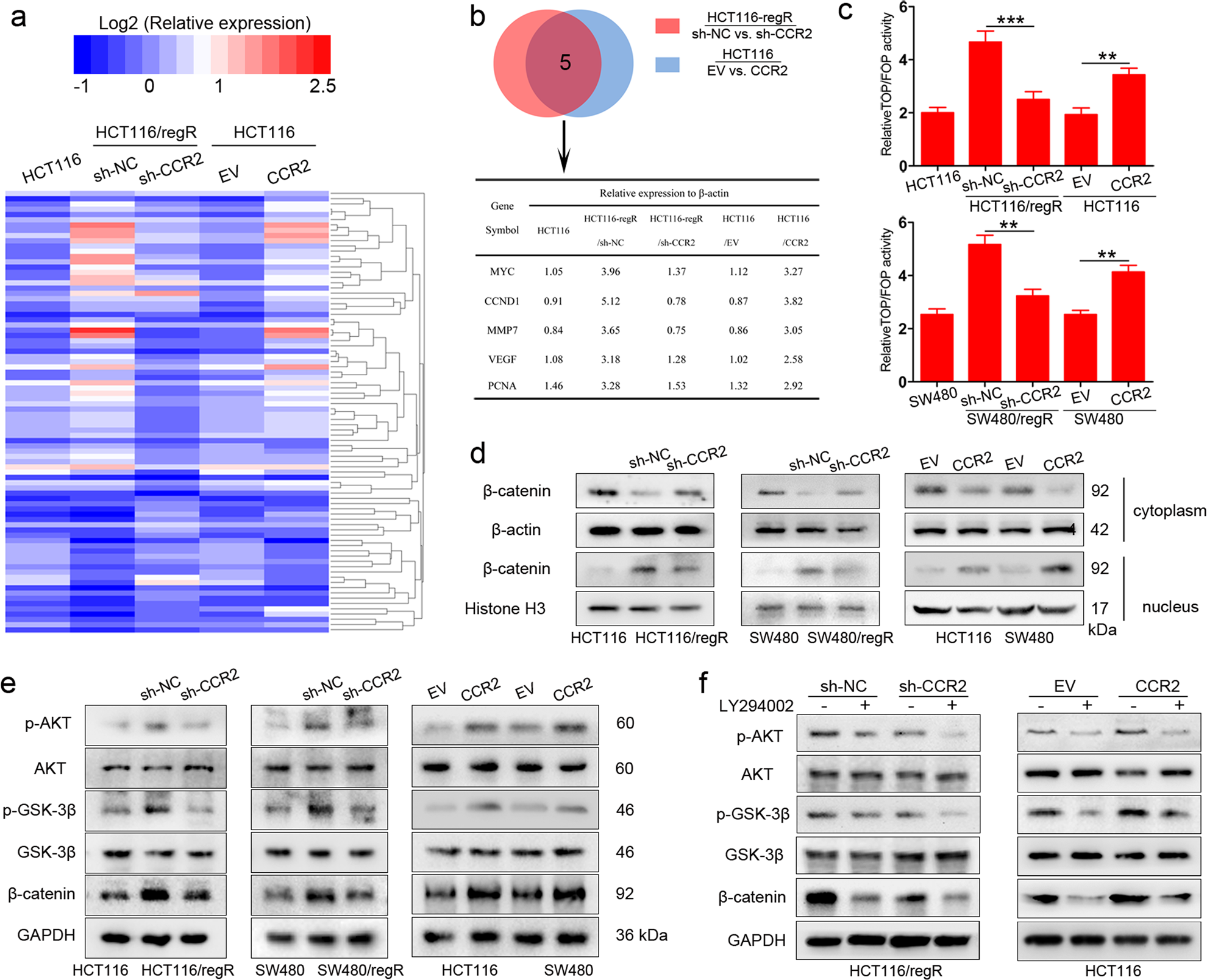 Fig. 3: CCR2 stabilizes β-catenin expression through the AKT/GSK3β pathway.