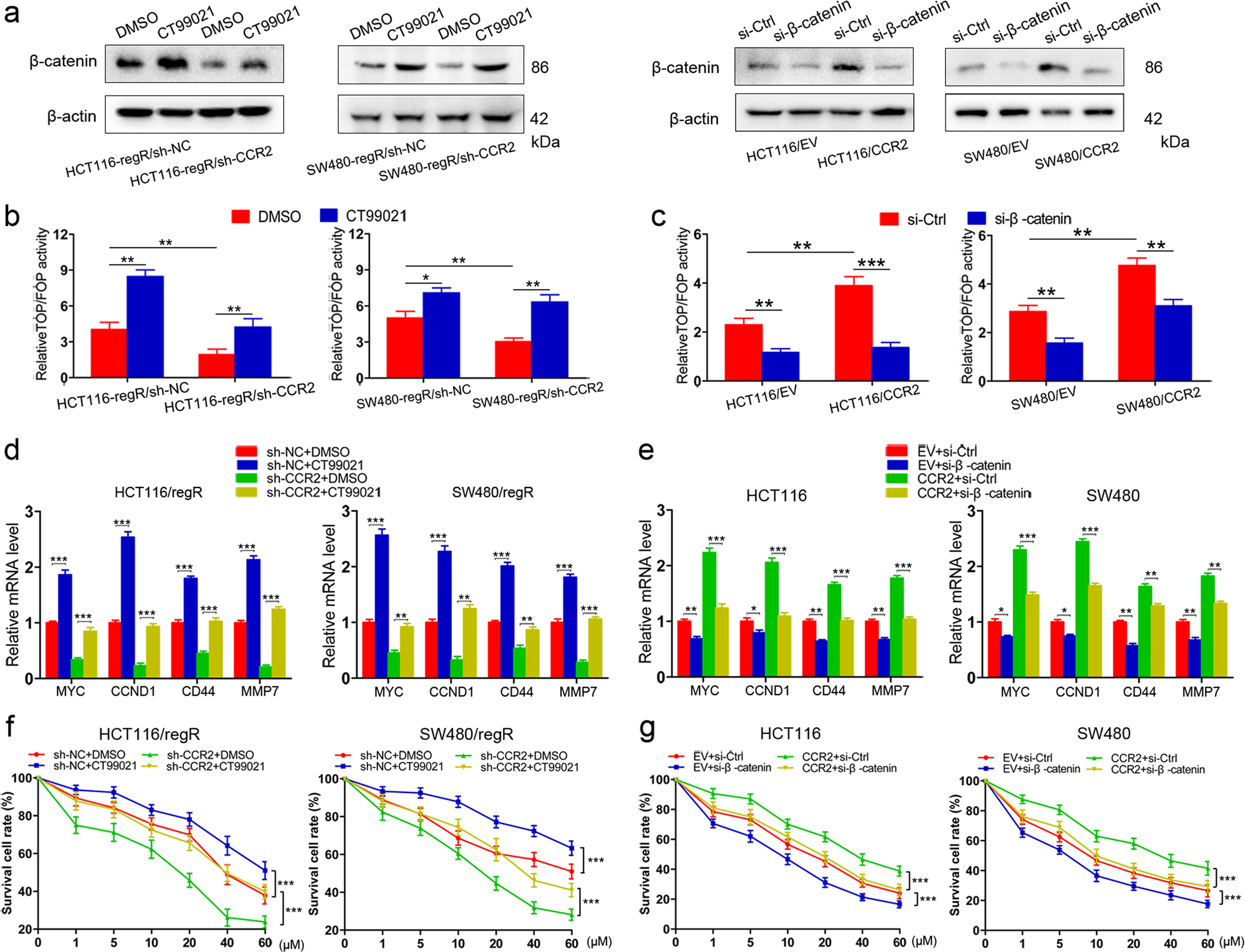 Fig. 4: CCR2 promotes cells resistance to regorafenib in a β-catenin-dependent manner.