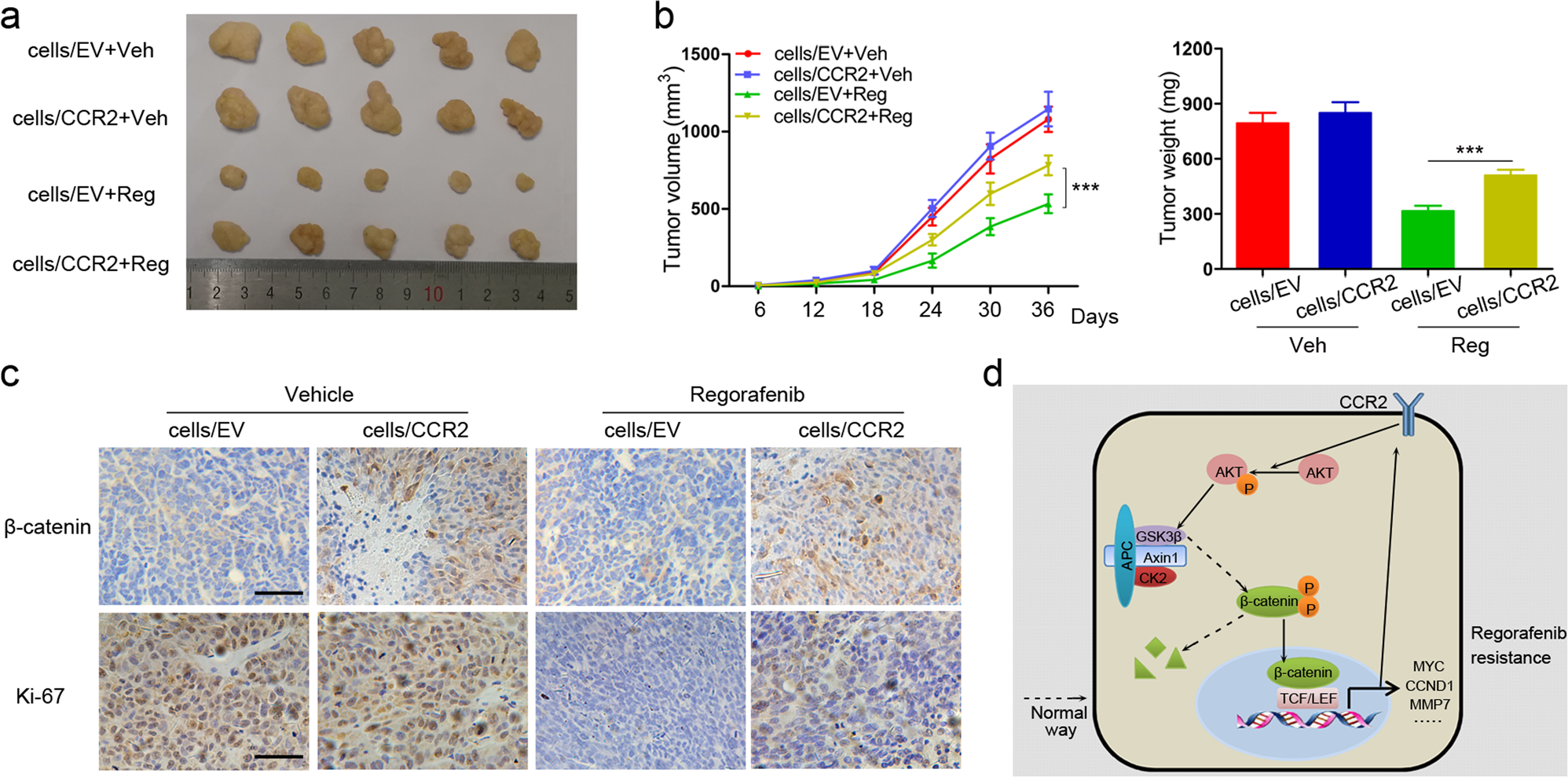 Fig. 6: Upregulation of CCR2 confers regorafenib resistance to CRC cells in vivo.