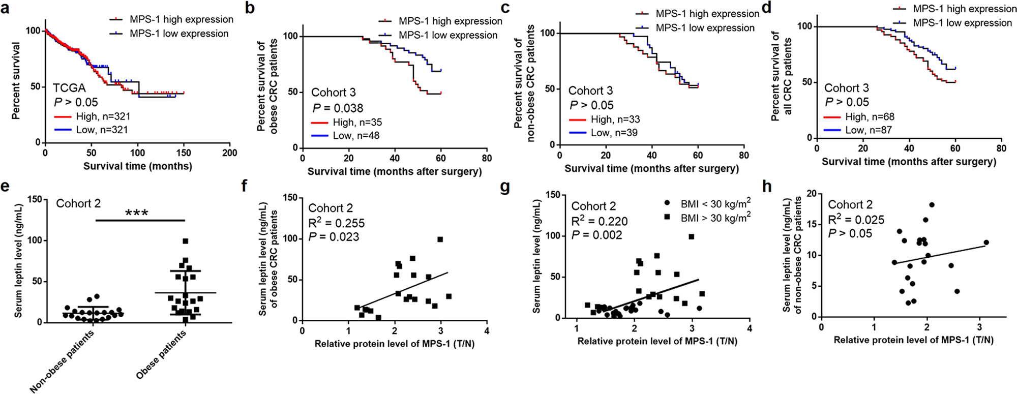 Fig. 2: MPS-1 expression was correlated with poor prognosis and circulating leptin level of CRC patients.