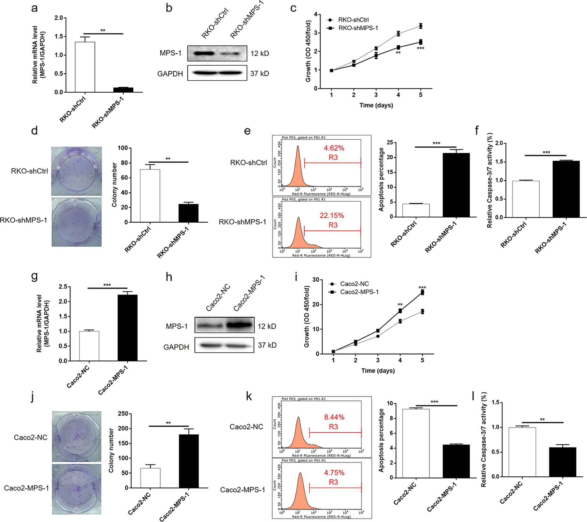 Fig. 3: MPS-1-regulated cell proliferation and apoptosis of CRC cells.