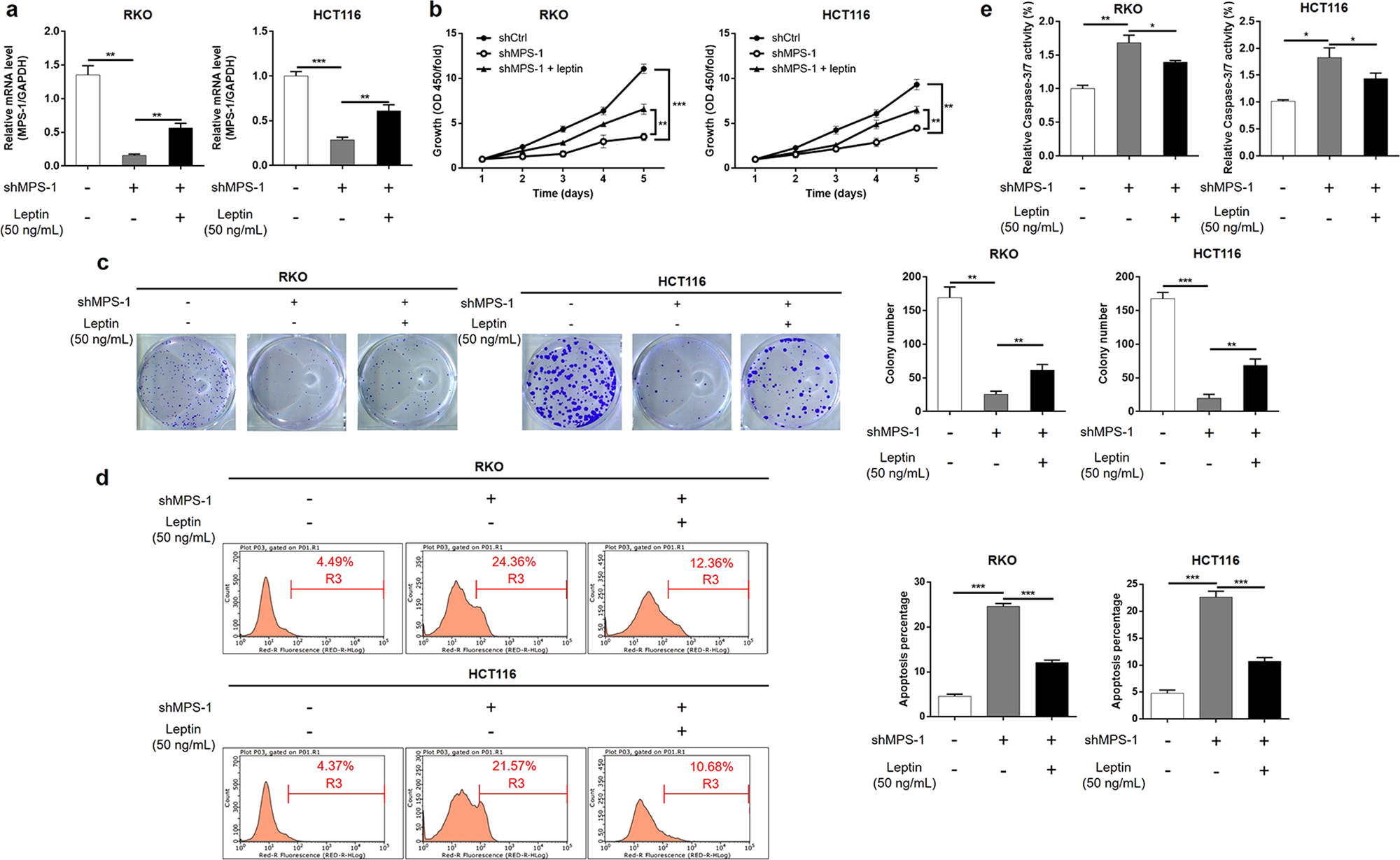 Fig. 4: The suppression effect of MPS-1 knockdown on CRC development was alleviated by leptin.