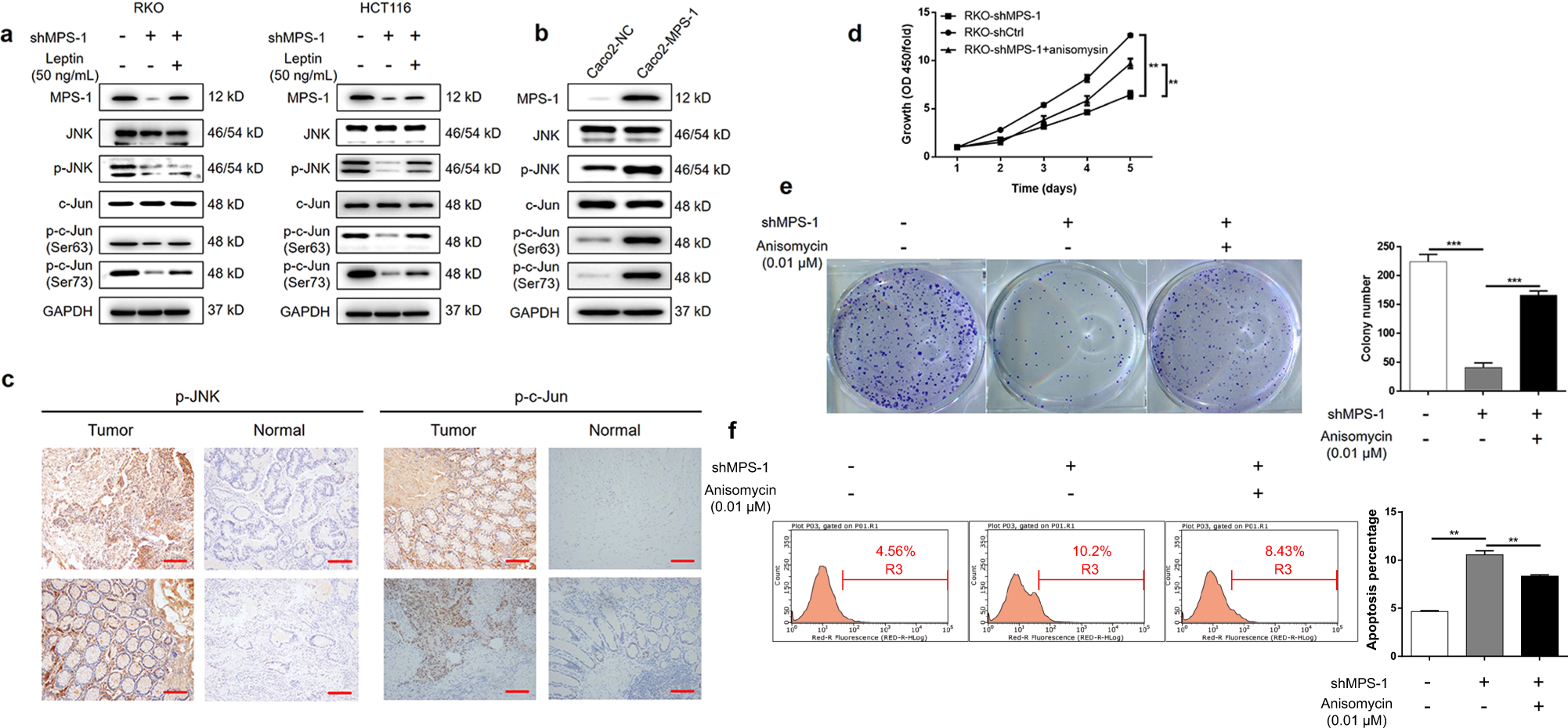 Fig. 5: MPS-1 mediated leptin-associated CRC progression via activation of JNK/c-Jun pathway.