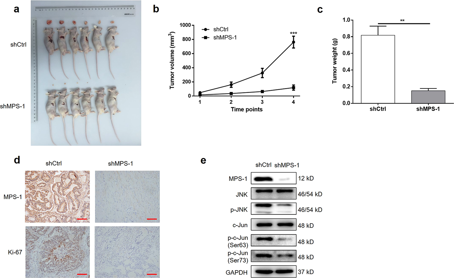 Fig. 6: MPS-1 knockdown suppressed tumor growth in vivo.